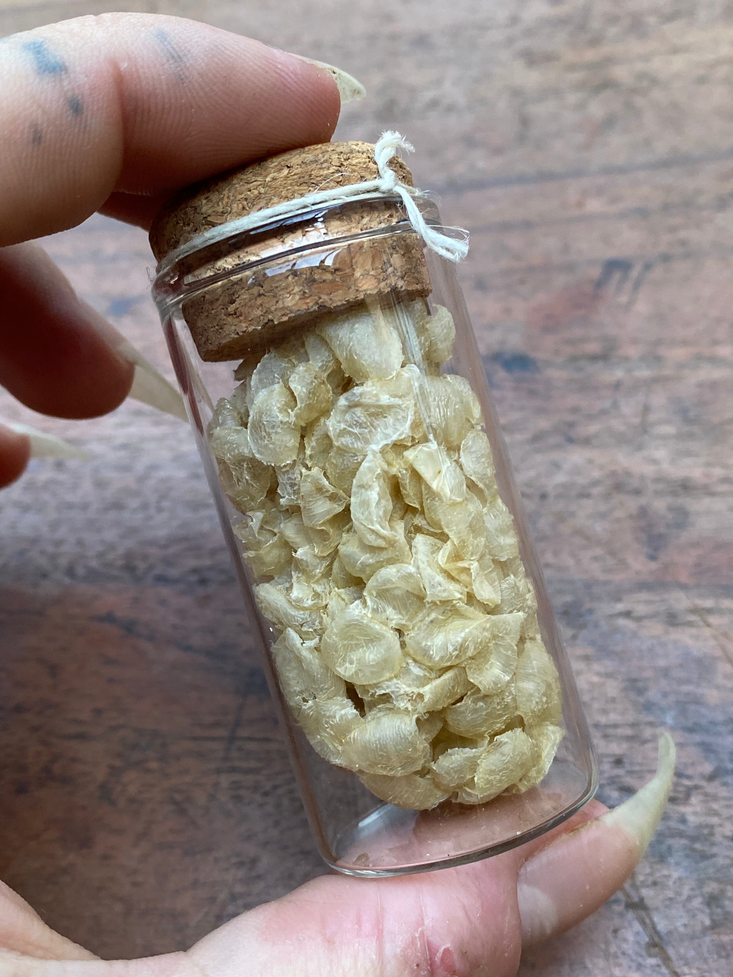 Wild Sea Snail Eggs in Glass Vial
