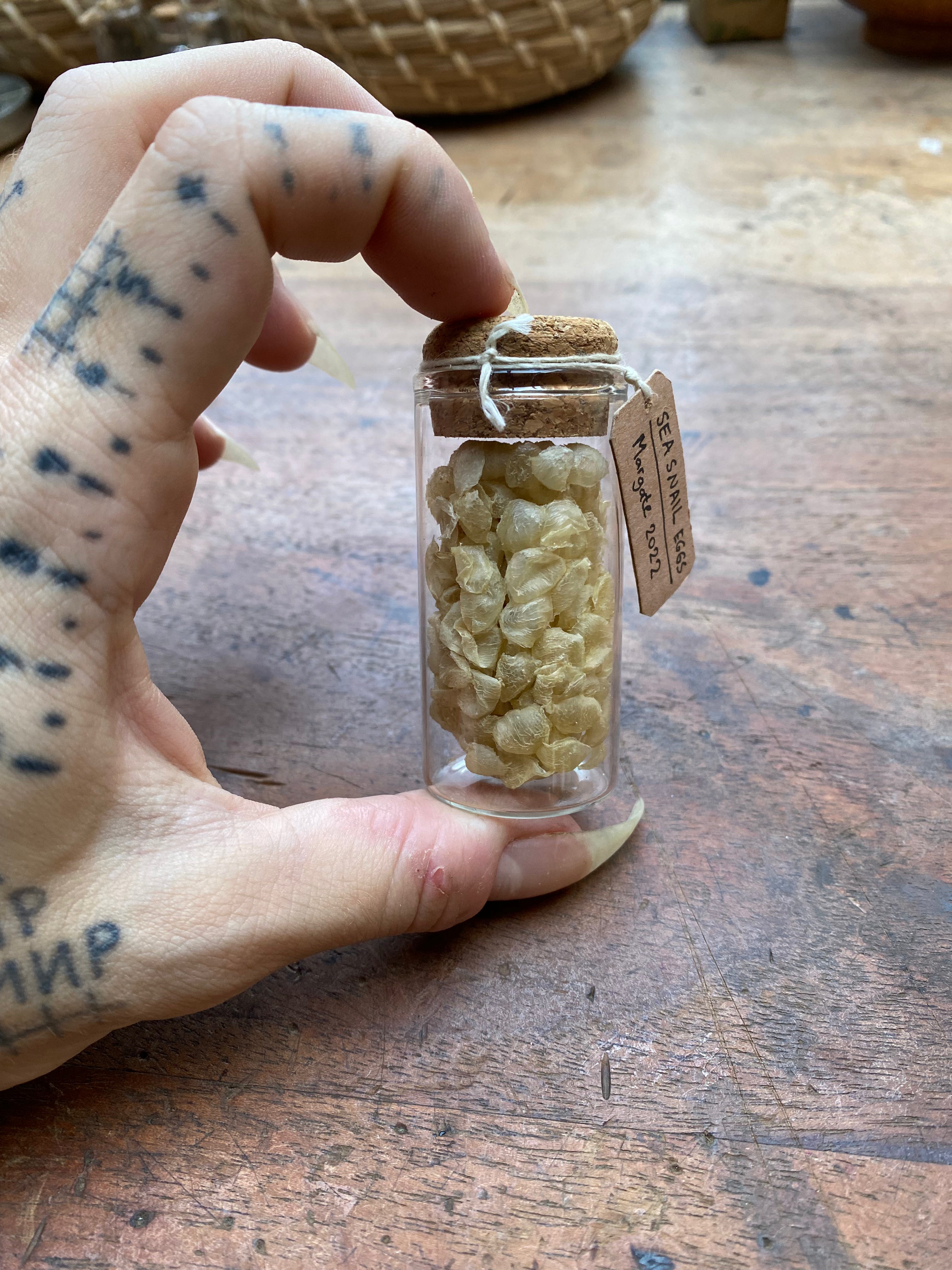 Wild Sea Snail Eggs in Glass Vial
