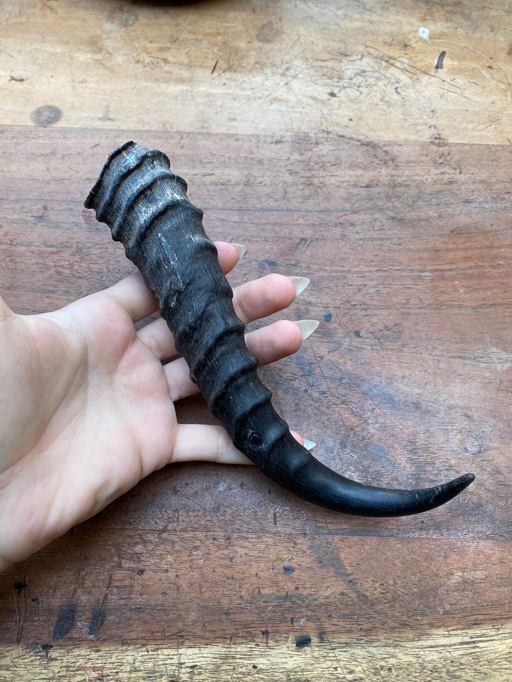 Antelope Horn