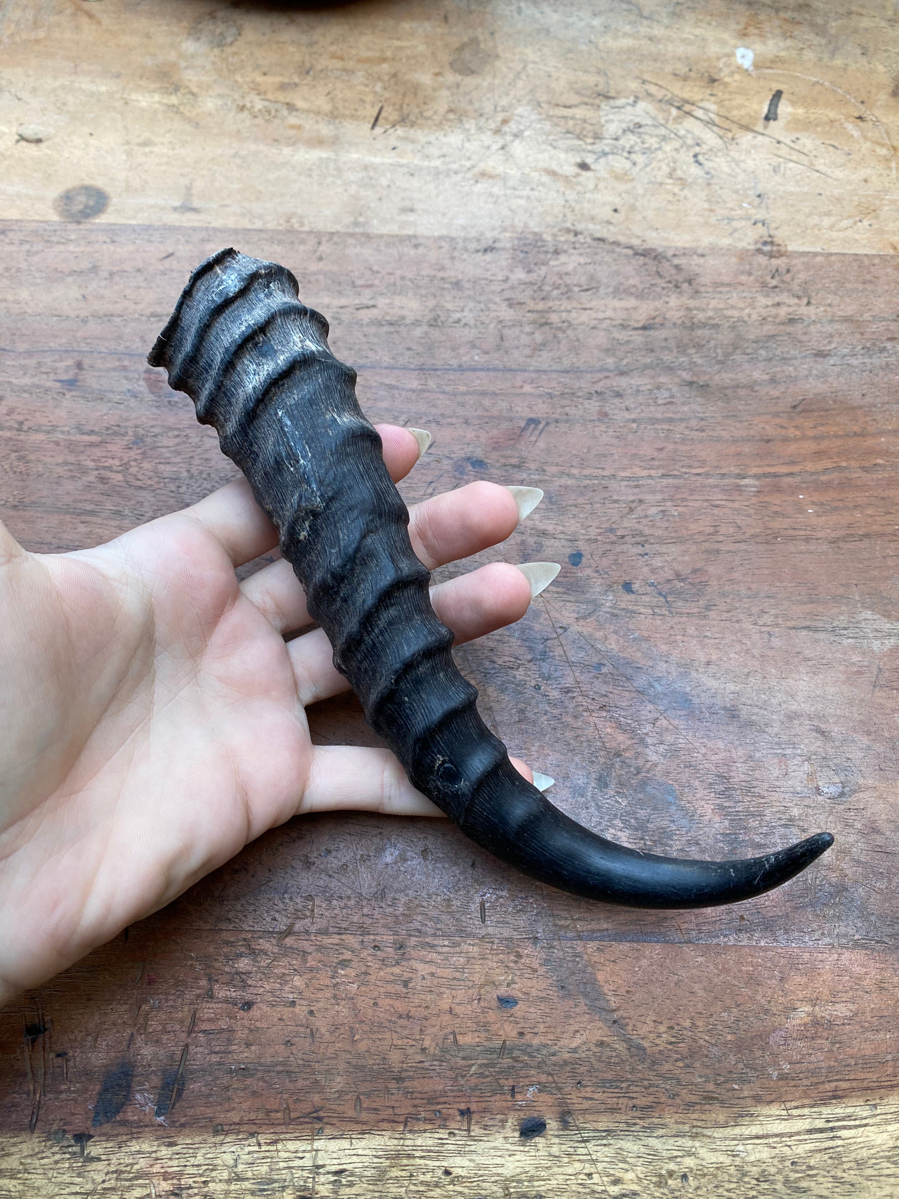 Antelope Horn