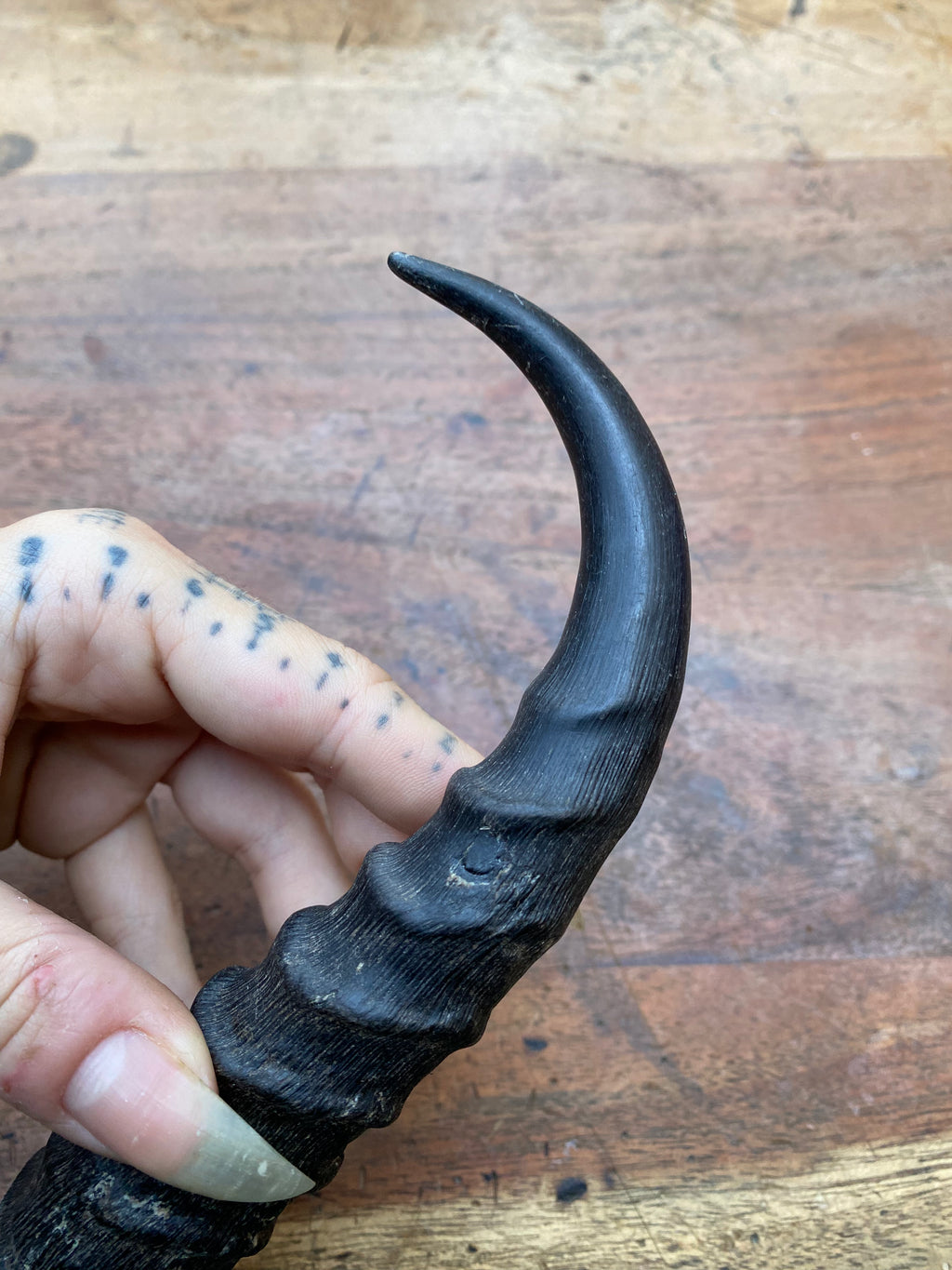 Antelope Horn