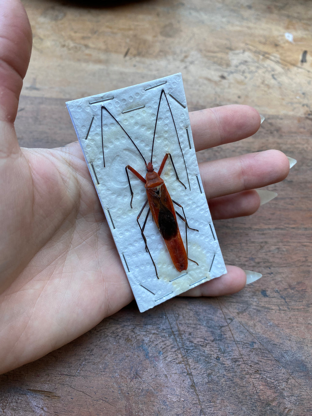 Milkweed Assassin Bug (Zelus Longipes) Dried Specimen