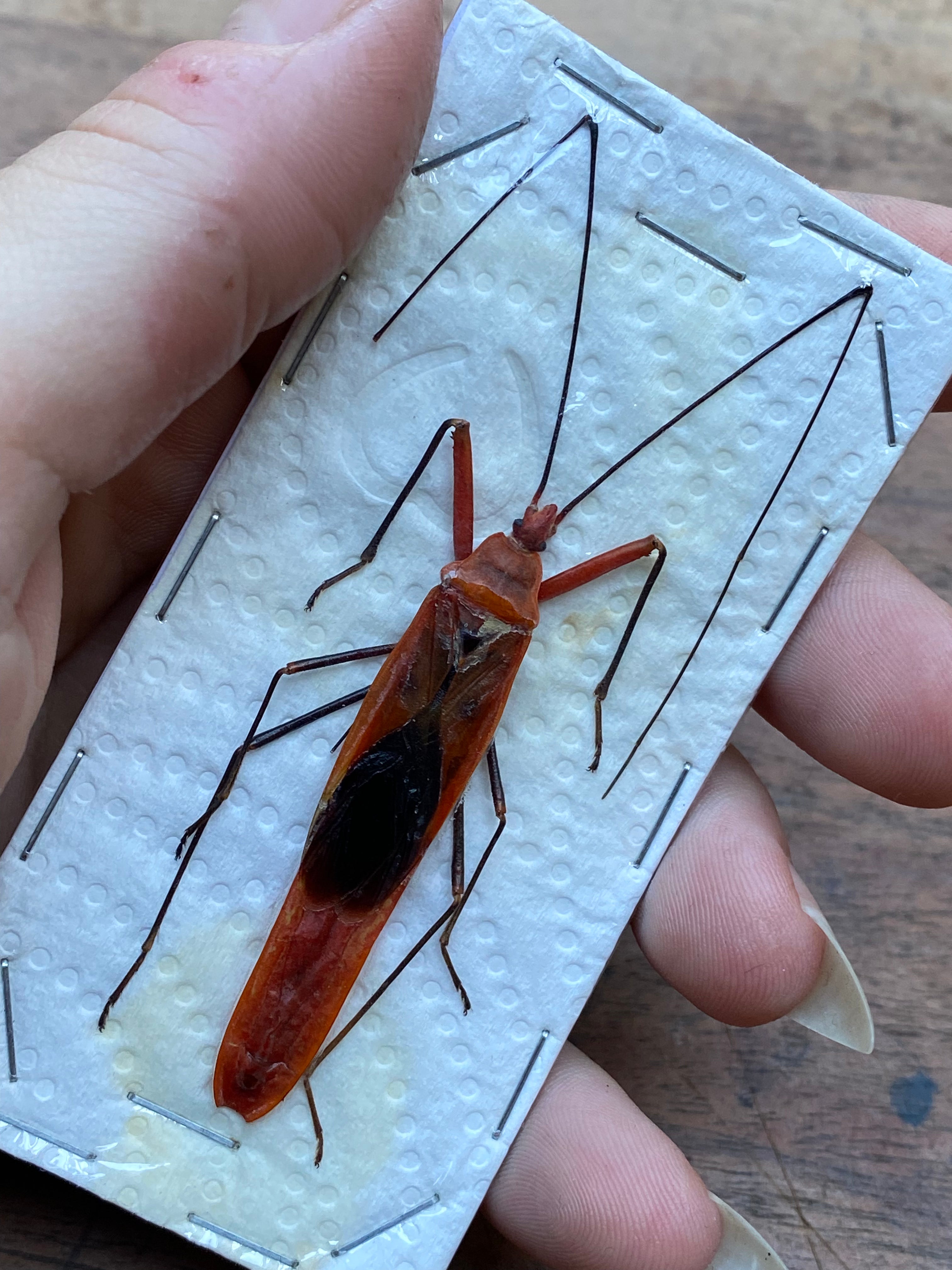 Milkweed Assassin Bug (Zelus Longipes) Dried Specimen