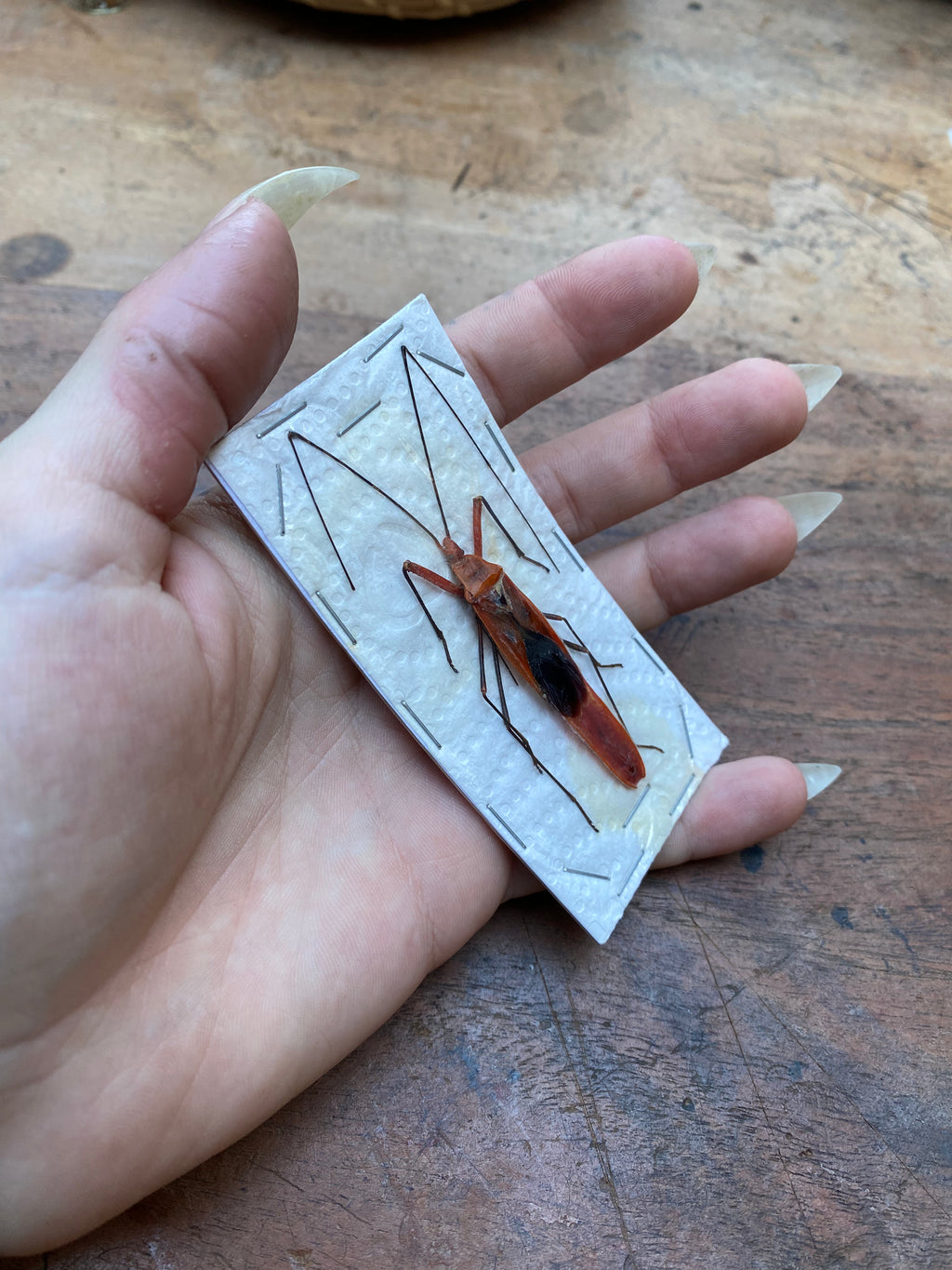 Milkweed Assassin Bug (Zelus Longipes) Dried Specimen