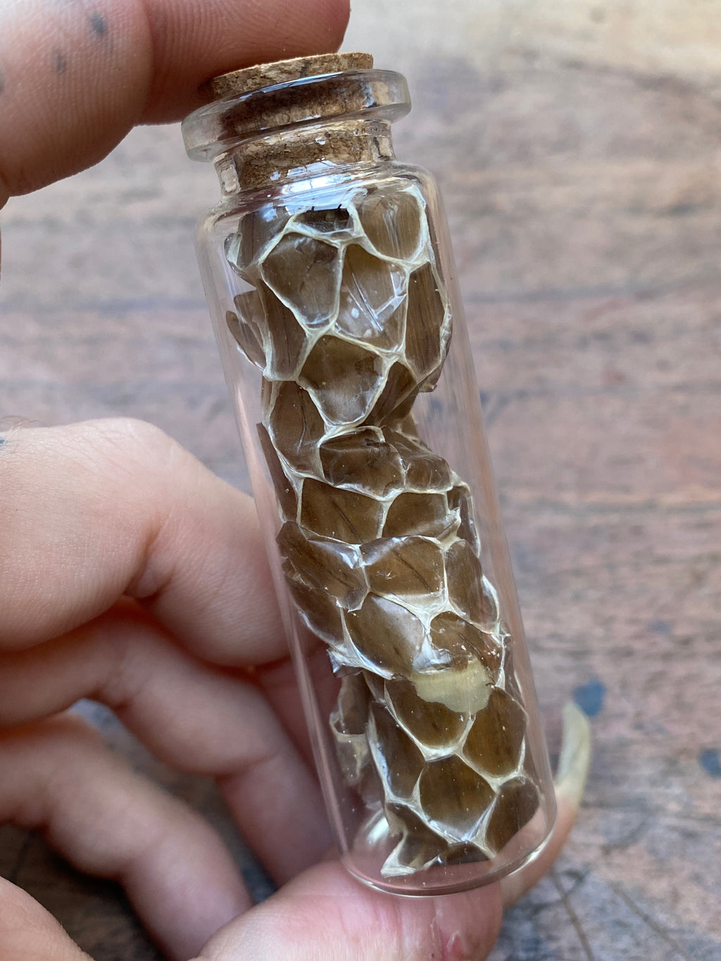 Snake Skin in Glass Vial