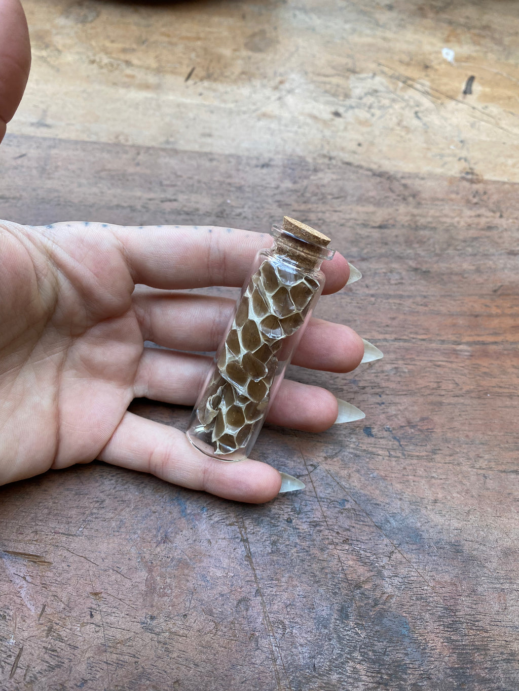 Snake Skin in Glass Vial