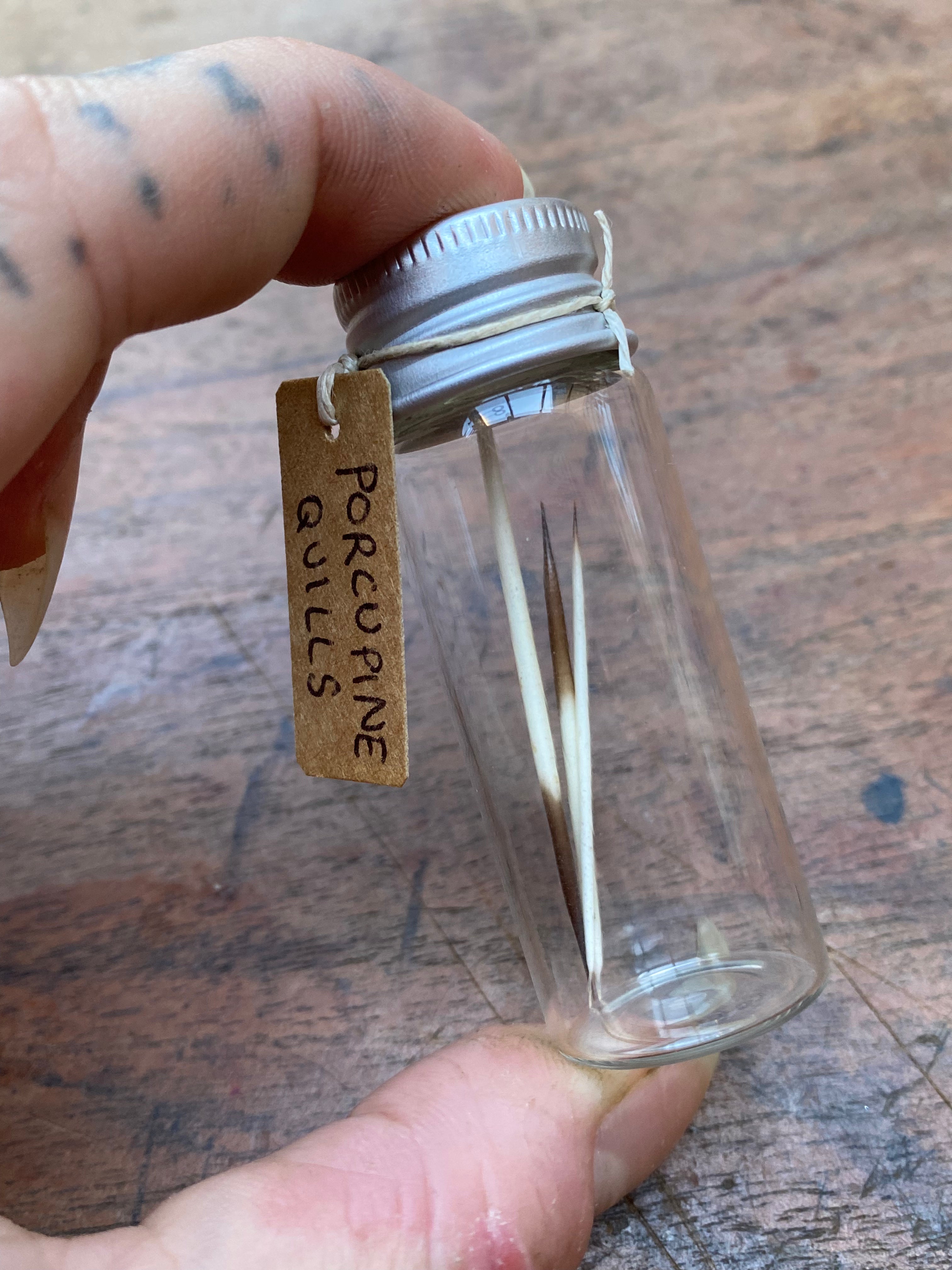 Porcupine Quills in Glass Vial