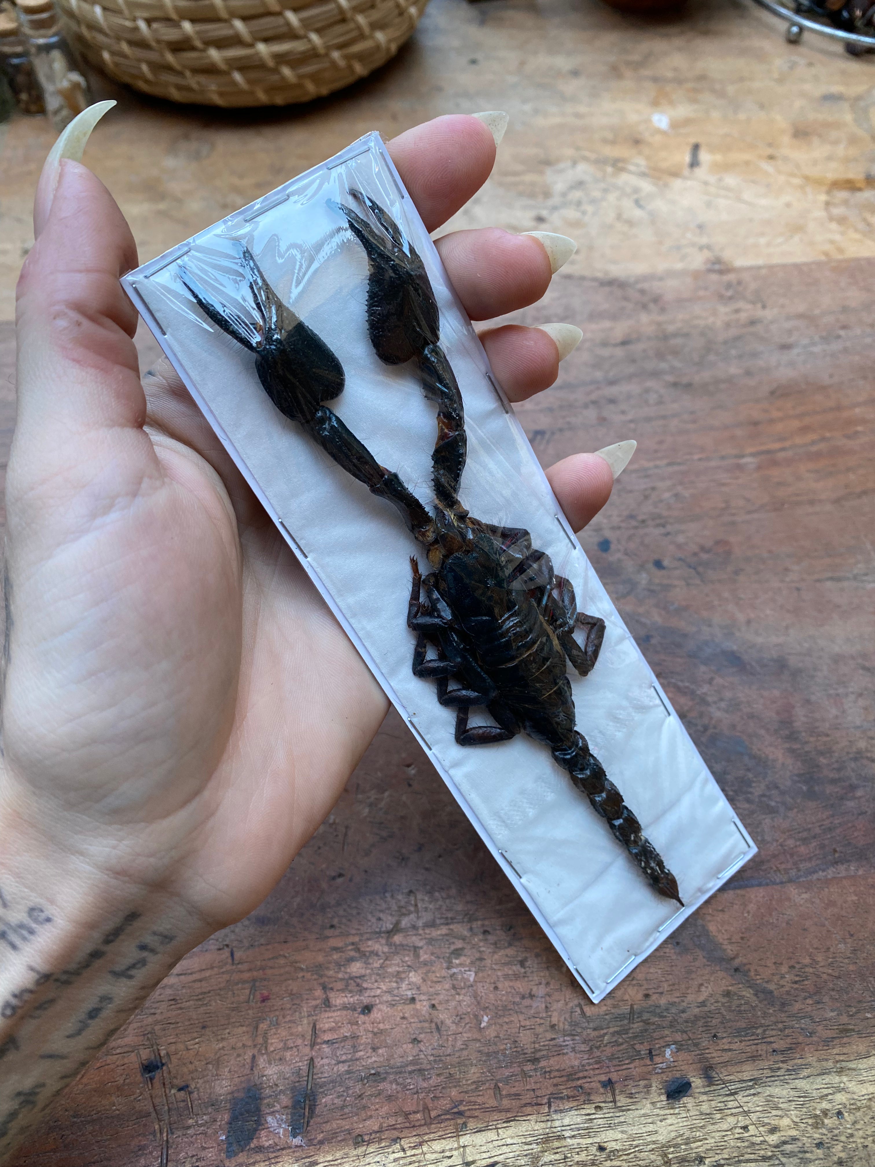 Scorpion Heterometrus Cyaneus Dried Specimen