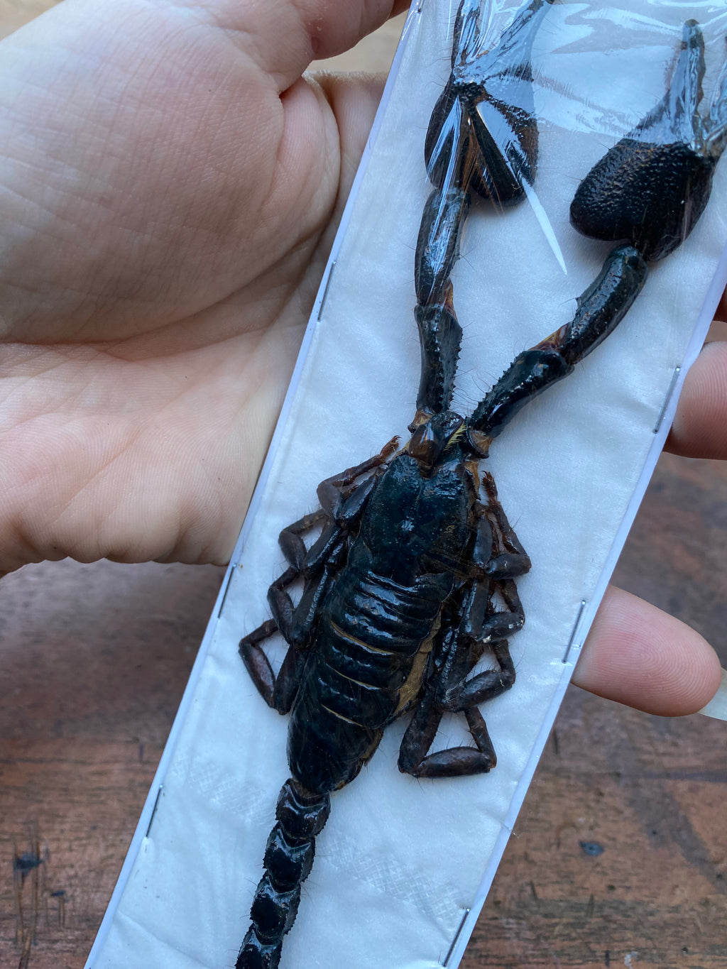 Scorpion Heterometrus Cyaneus Dried Specimen