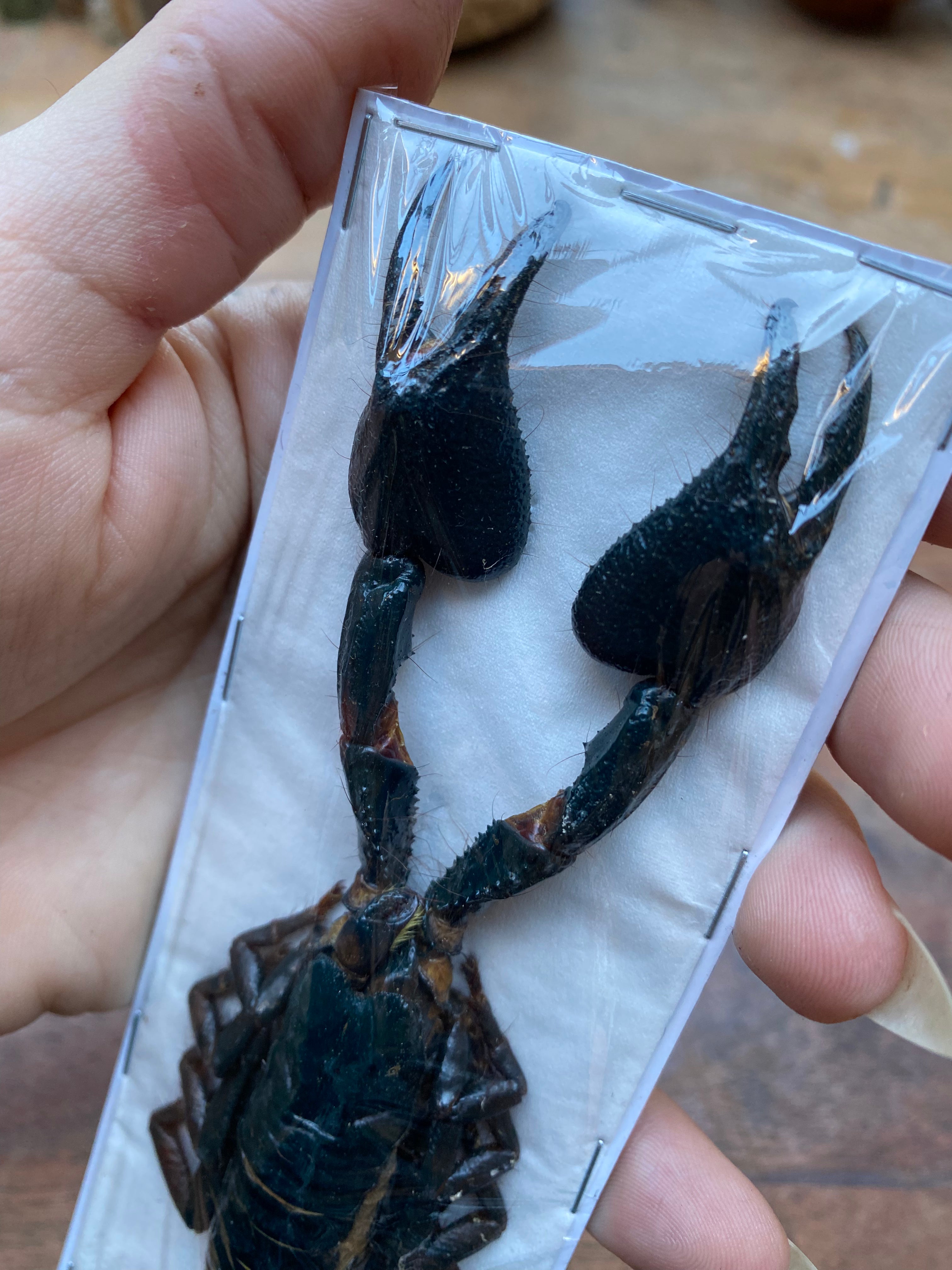 Scorpion Heterometrus Cyaneus Dried Specimen