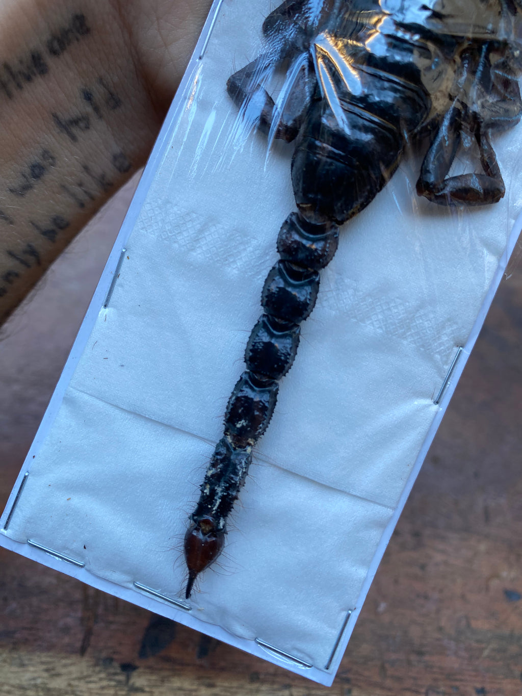 Scorpion Heterometrus Cyaneus Dried Specimen
