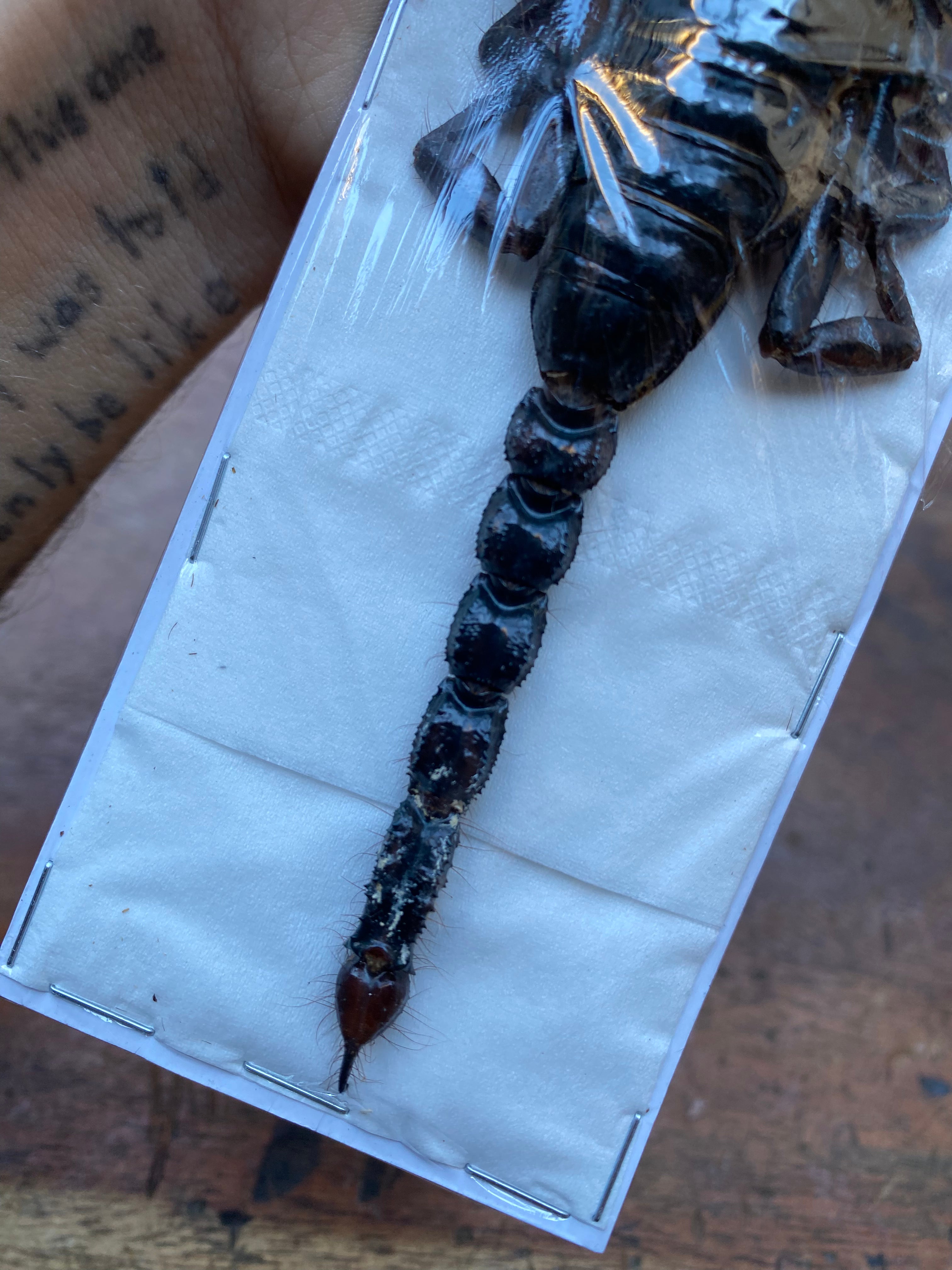Scorpion Heterometrus Cyaneus Dried Specimen