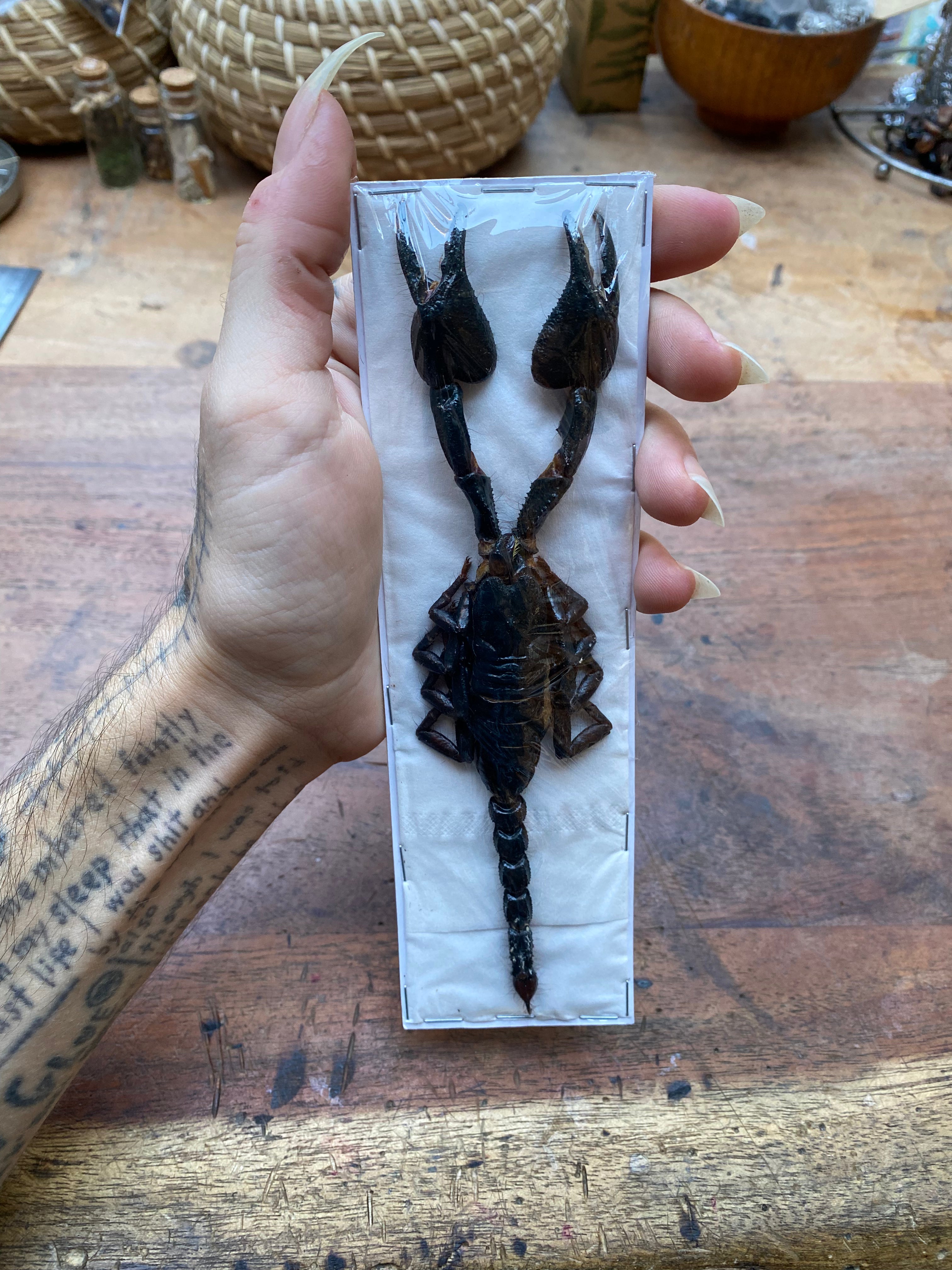 Scorpion Heterometrus Cyaneus Dried Specimen