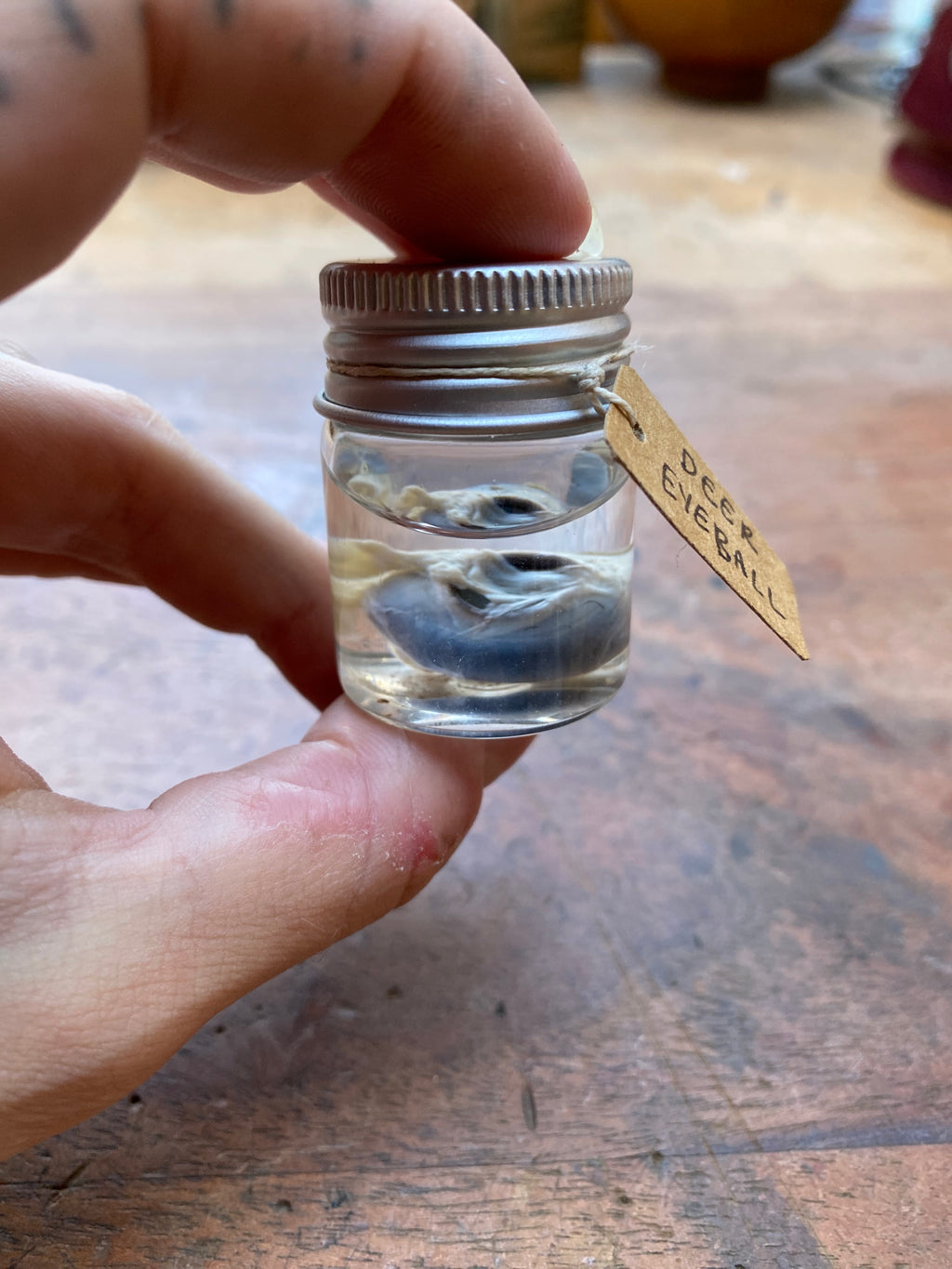 Deer Eyeball Wet Specimen