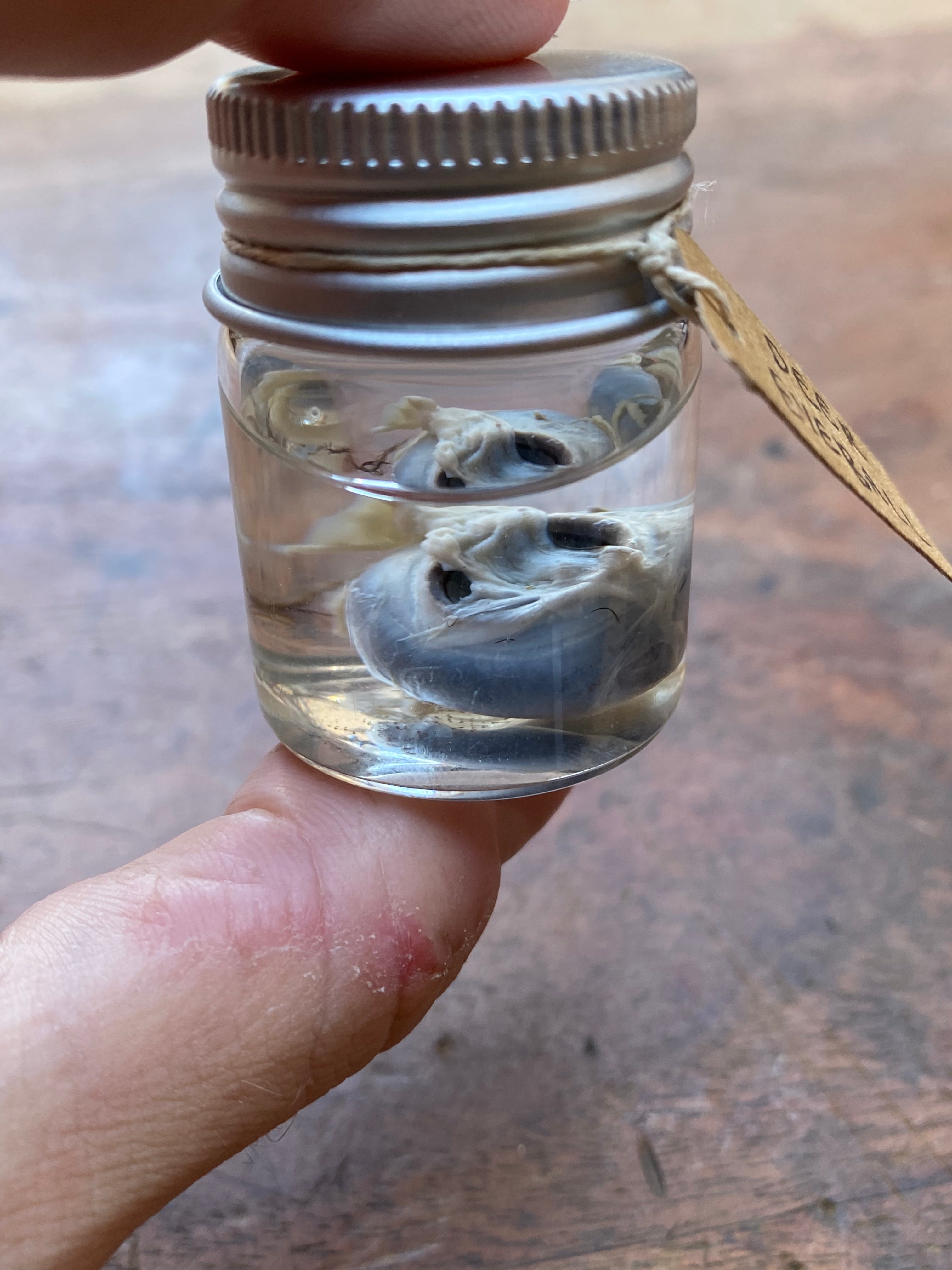 Deer Eyeball Wet Specimen