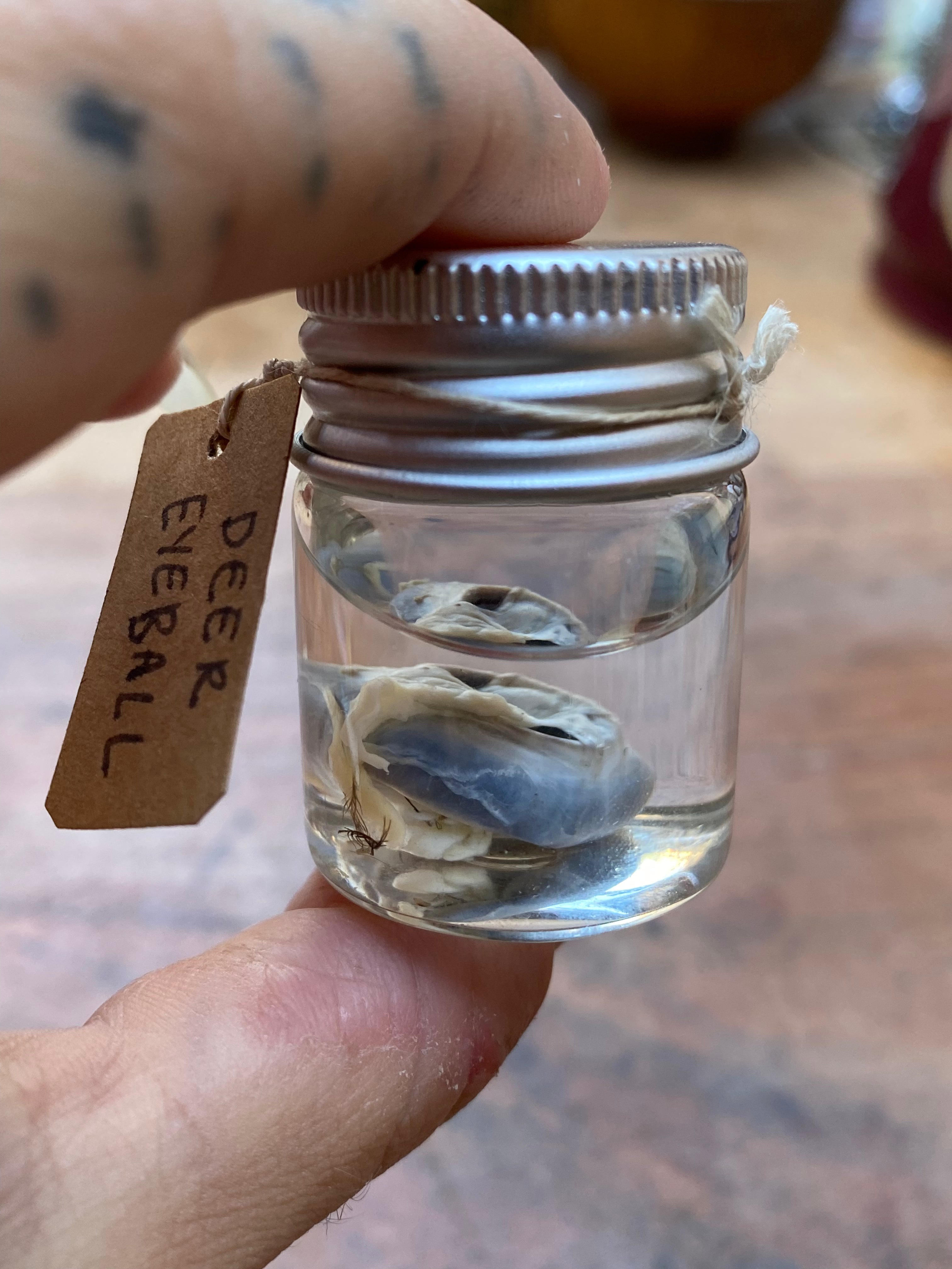 Deer Eyeball Wet Specimen
