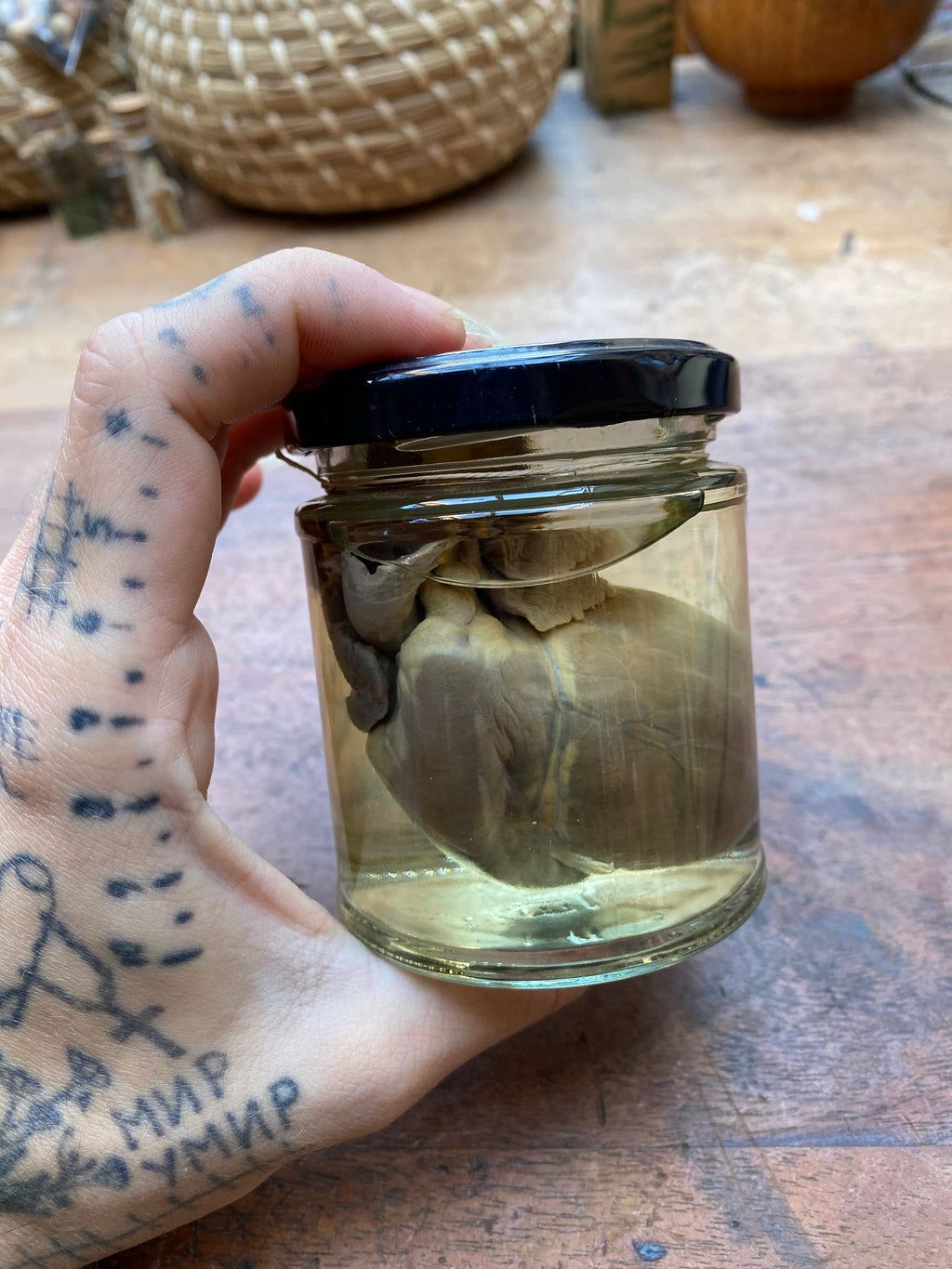 Badger Heart Wet Specimen