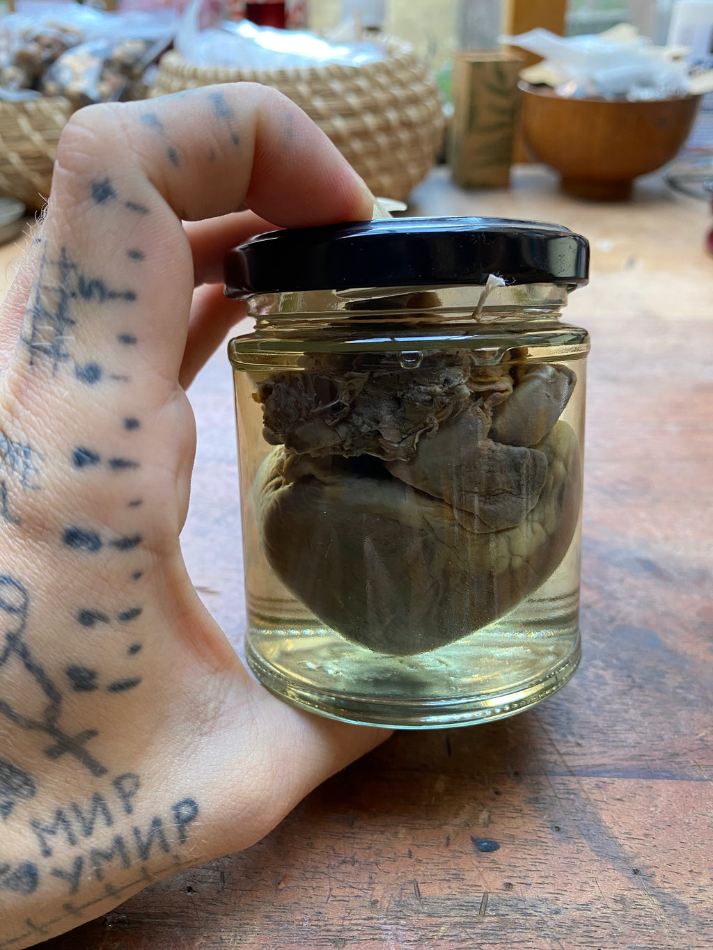 Badger Heart Wet Specimen