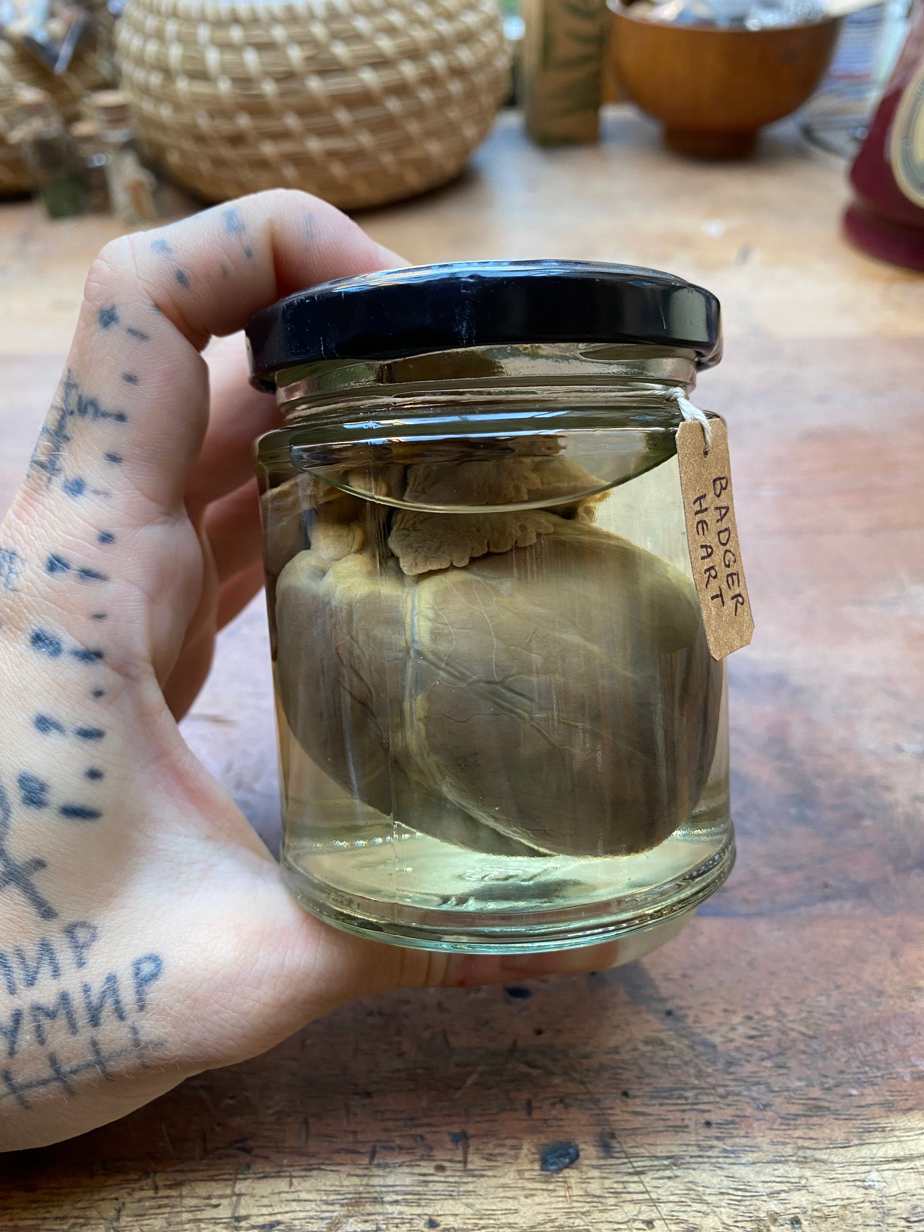 Badger Heart Wet Specimen