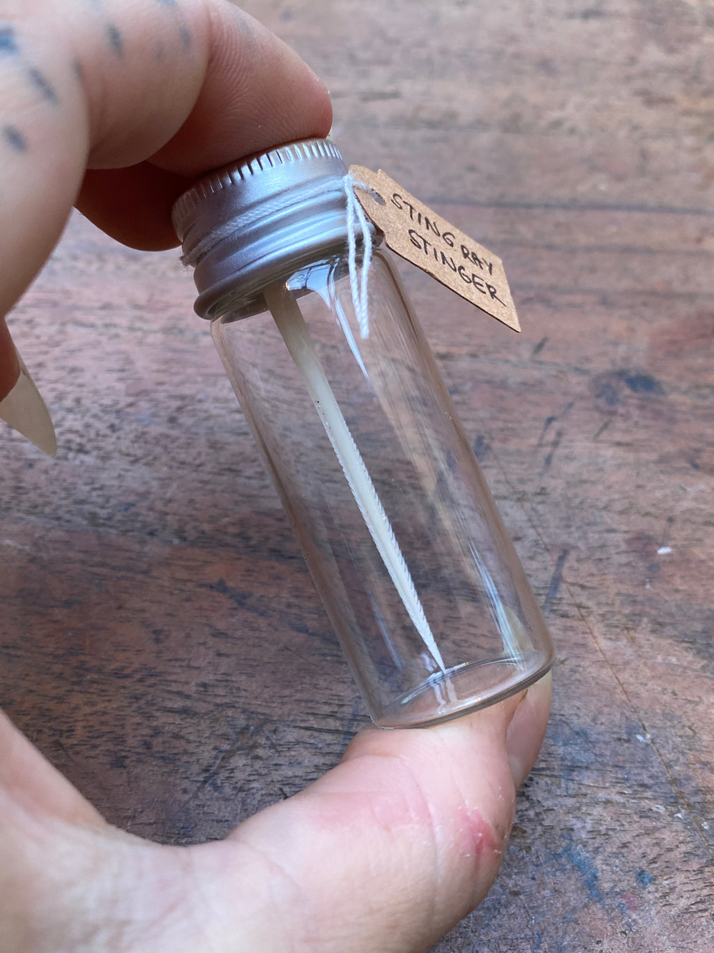 Small Stingray Stinger in Glass Vial