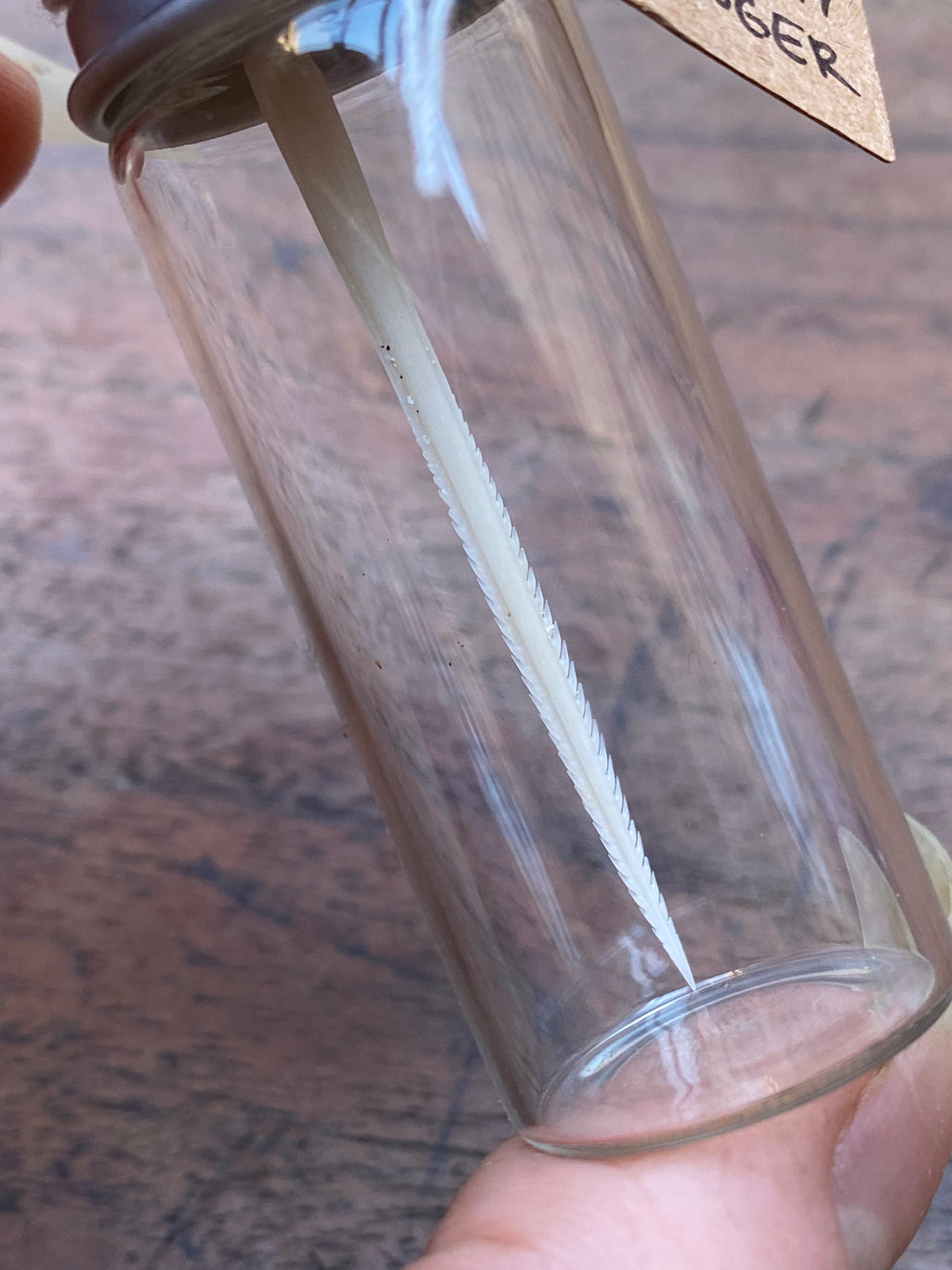 Small Stingray Stinger in Glass Vial