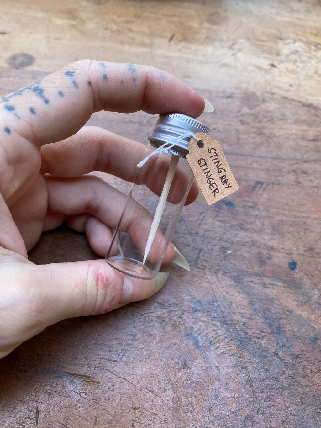 Small Stingray Stinger in Glass Vial