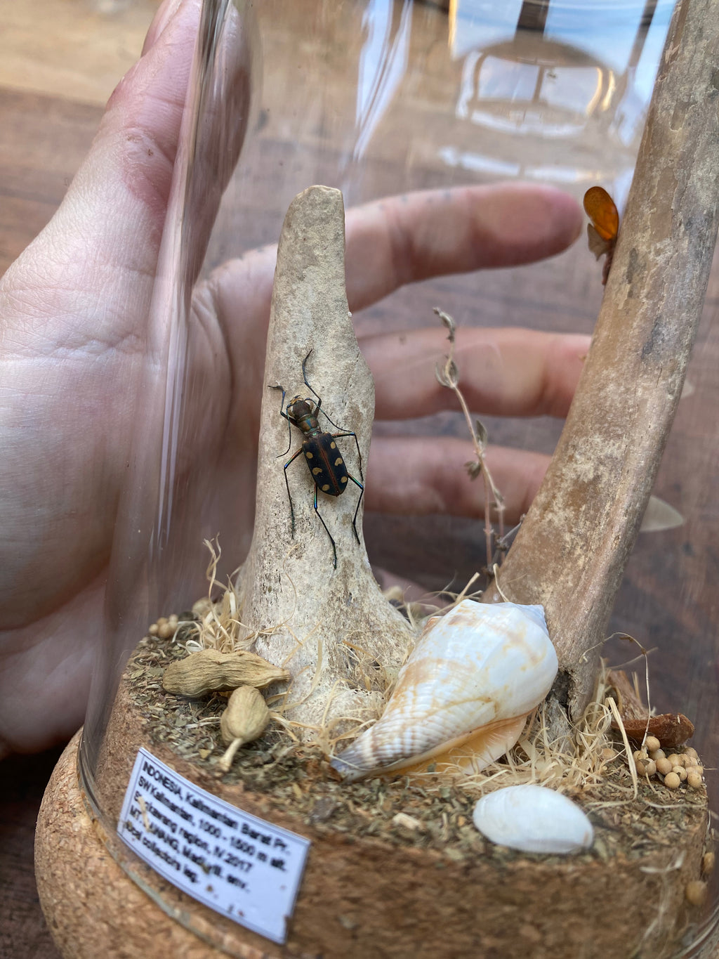 Tiger Beetle (Cicindela Aurulenta) and Lanternfly (Fulgoridae) Glass Diorama