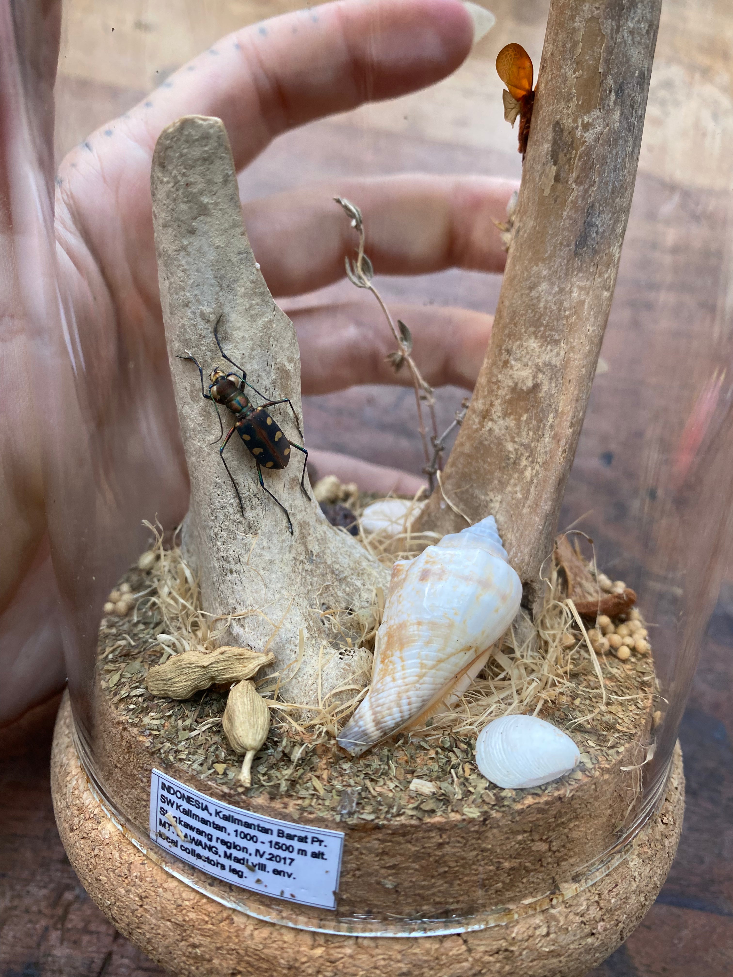 Tiger Beetle (Cicindela Aurulenta) and Lanternfly (Fulgoridae) Glass Diorama