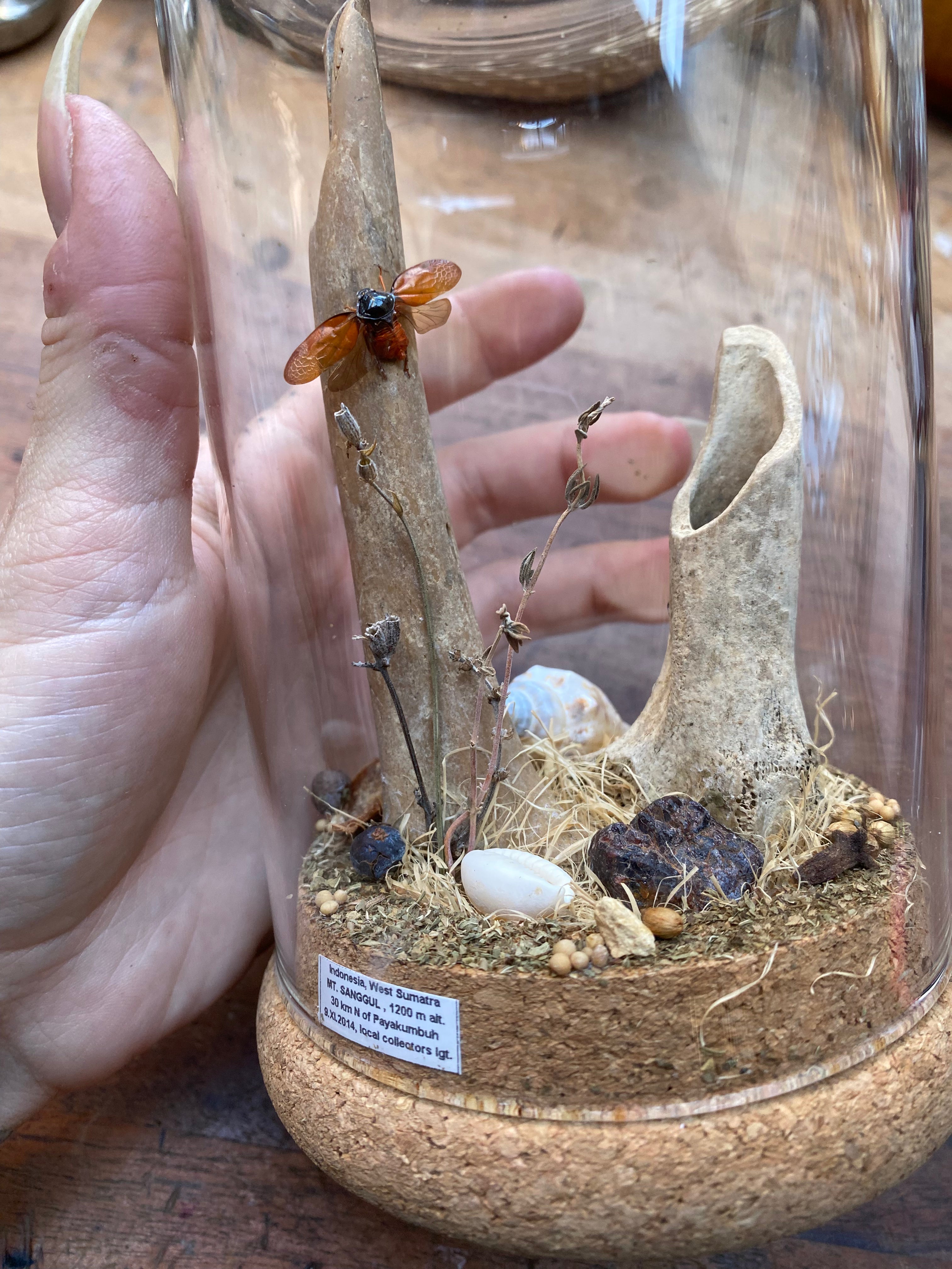 Tiger Beetle (Cicindela Aurulenta) and Lanternfly (Fulgoridae) Glass Diorama