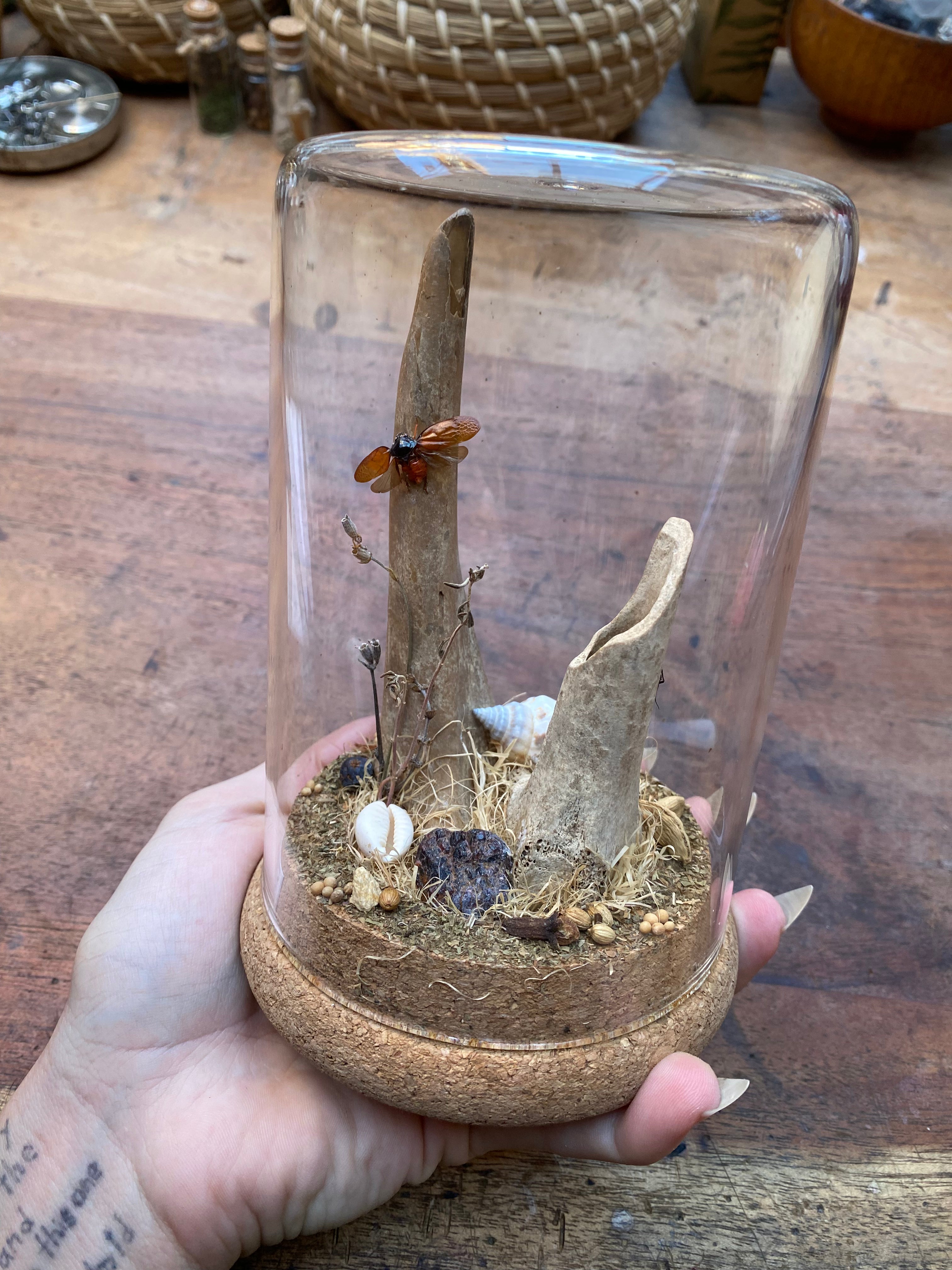 Tiger Beetle (Cicindela Aurulenta) and Lanternfly (Fulgoridae) Glass Diorama