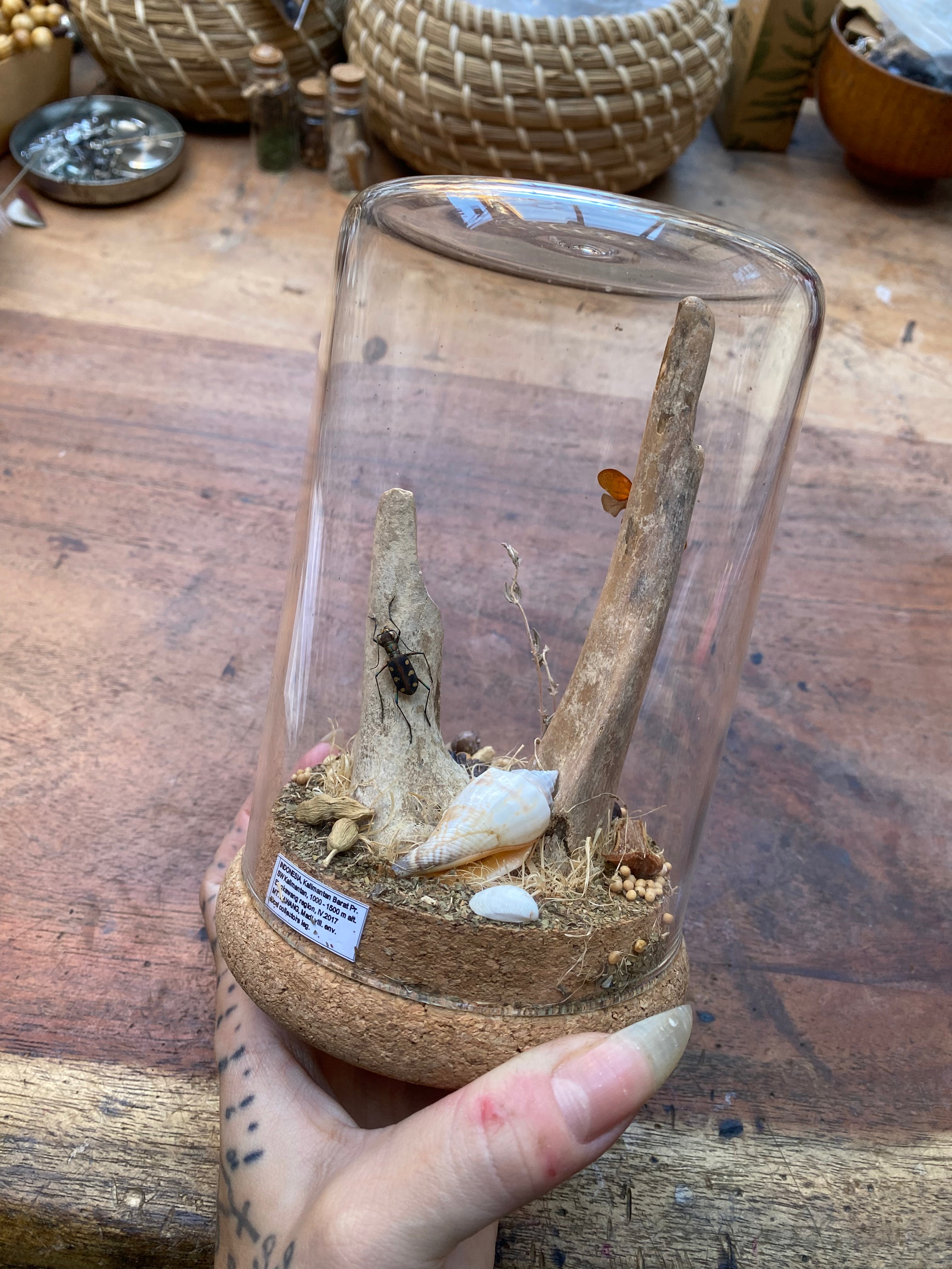 Tiger Beetle (Cicindela Aurulenta) and Lanternfly (Fulgoridae) Glass Diorama