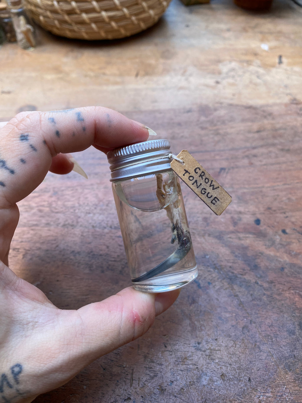 Crow Tongue Wet Specimen