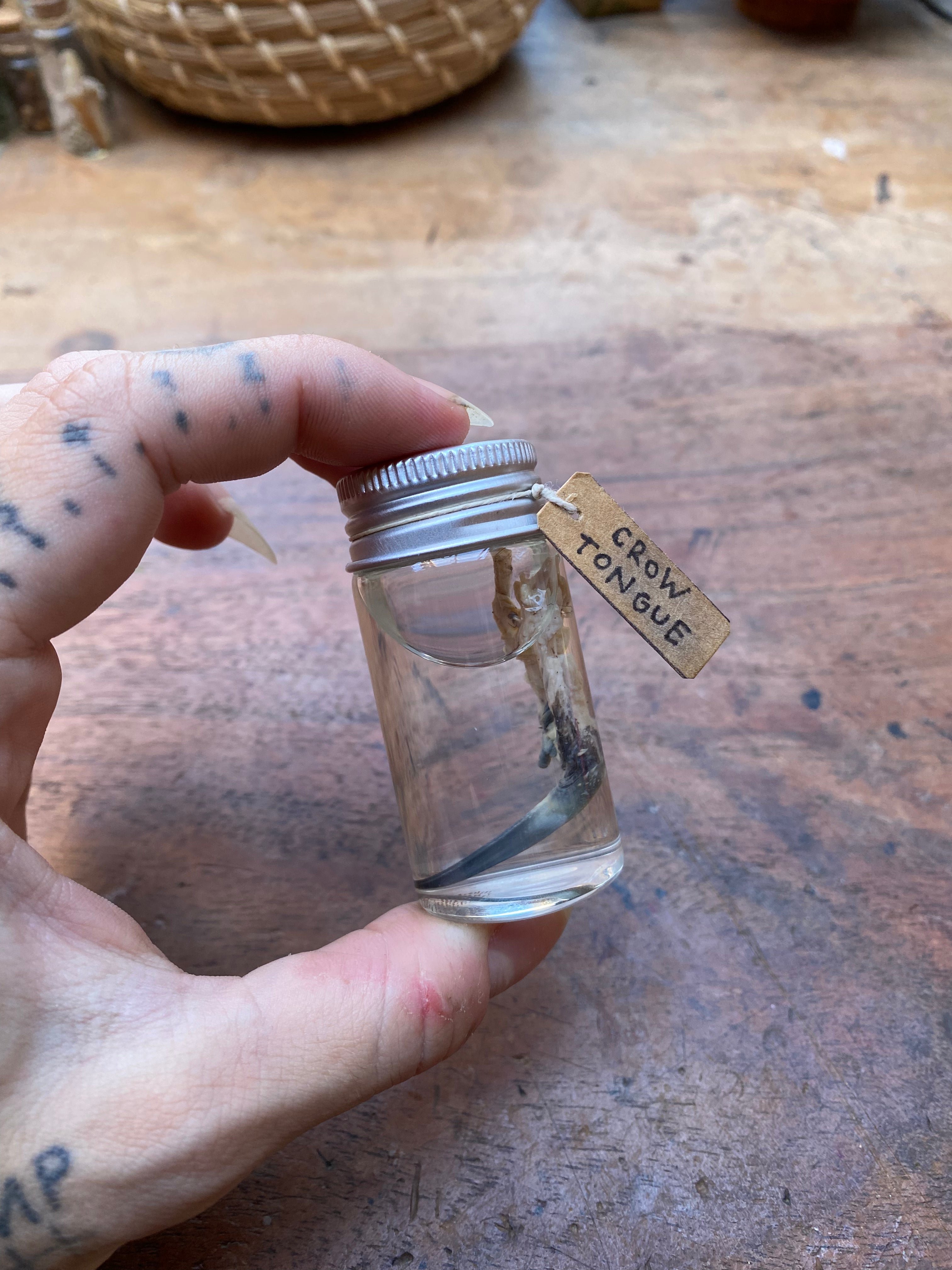 Crow Tongue Wet Specimen