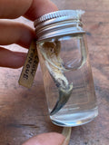Crow Tongue Wet Specimen