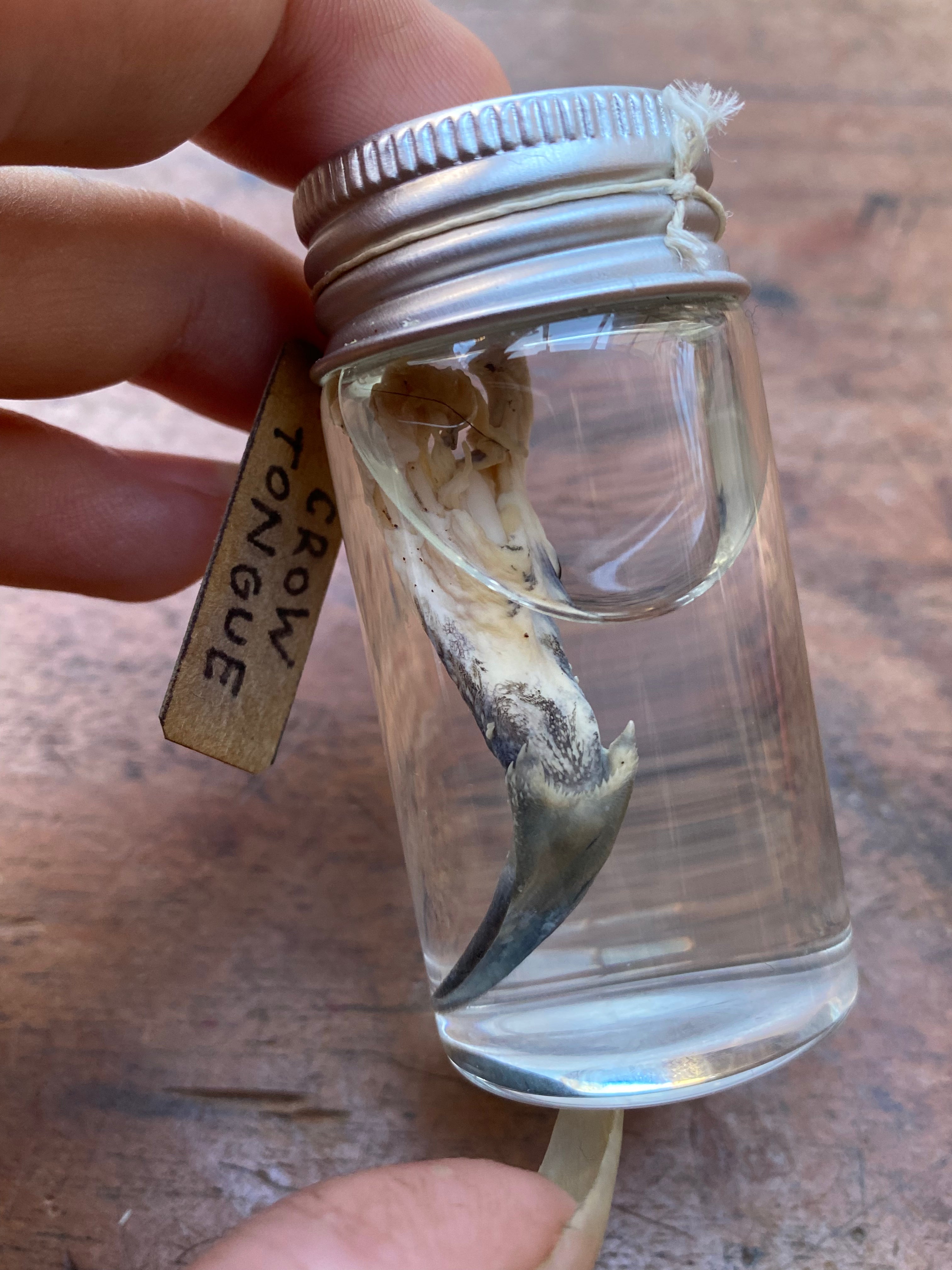 Crow Tongue Wet Specimen