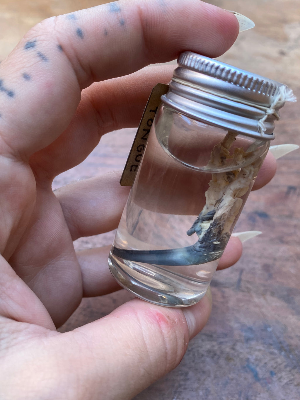 Crow Tongue Wet Specimen