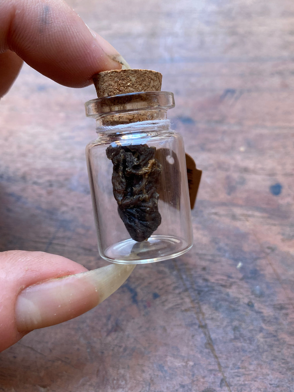 Mummified Crow Heart in Glass Vial