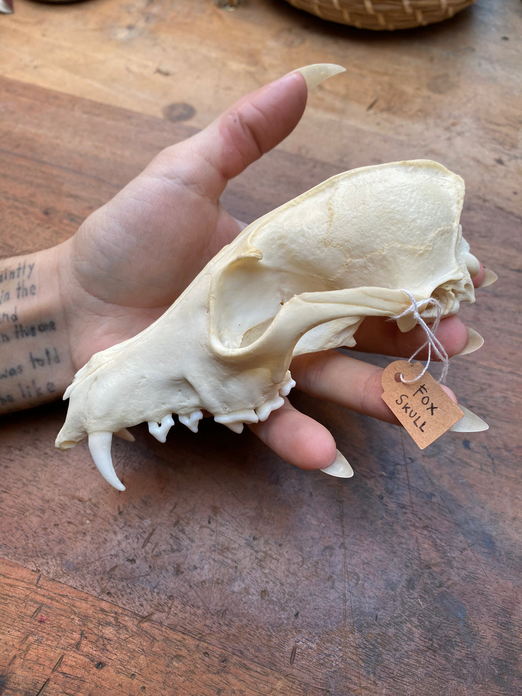 Fox Skull