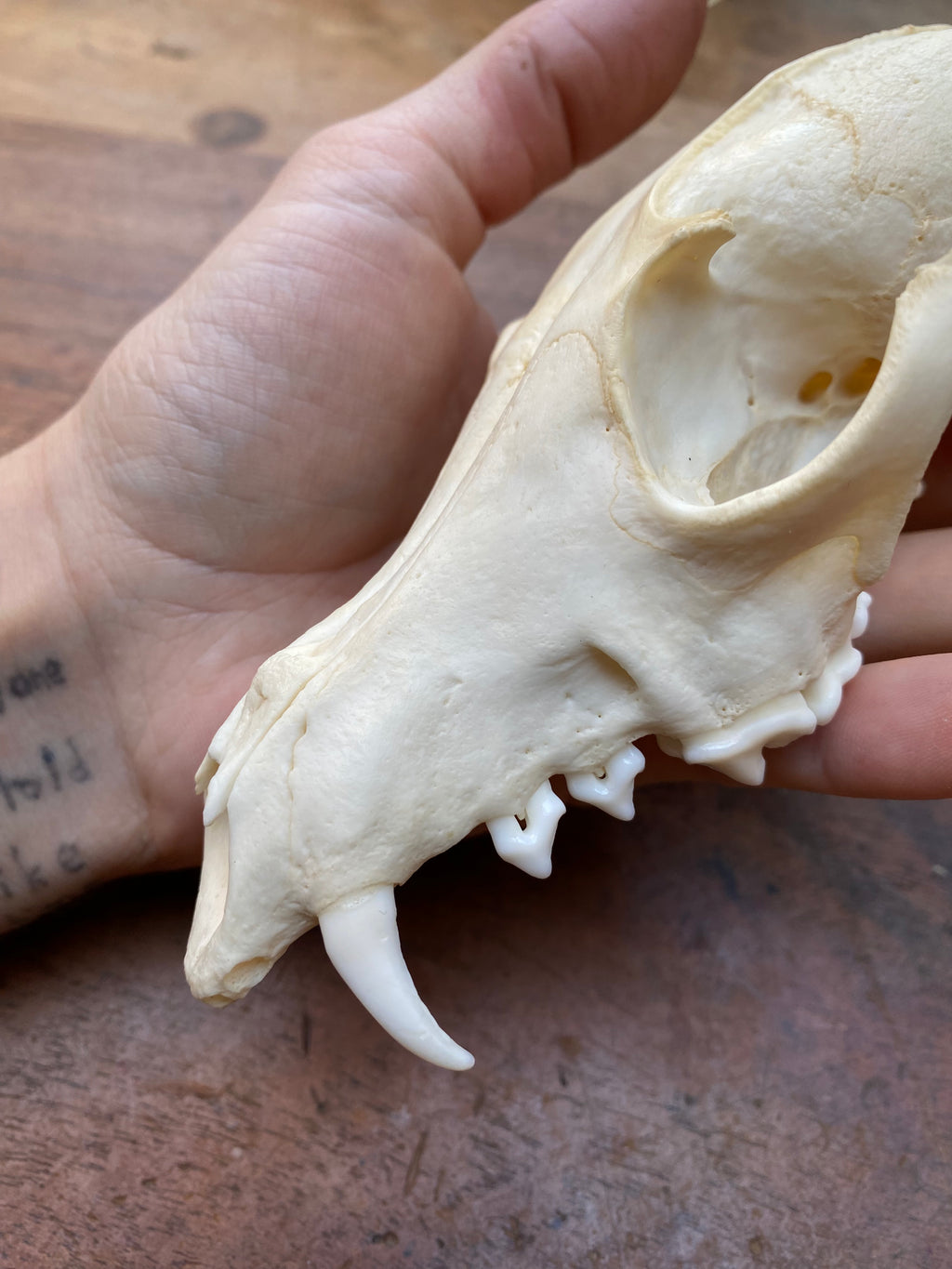 Fox Skull