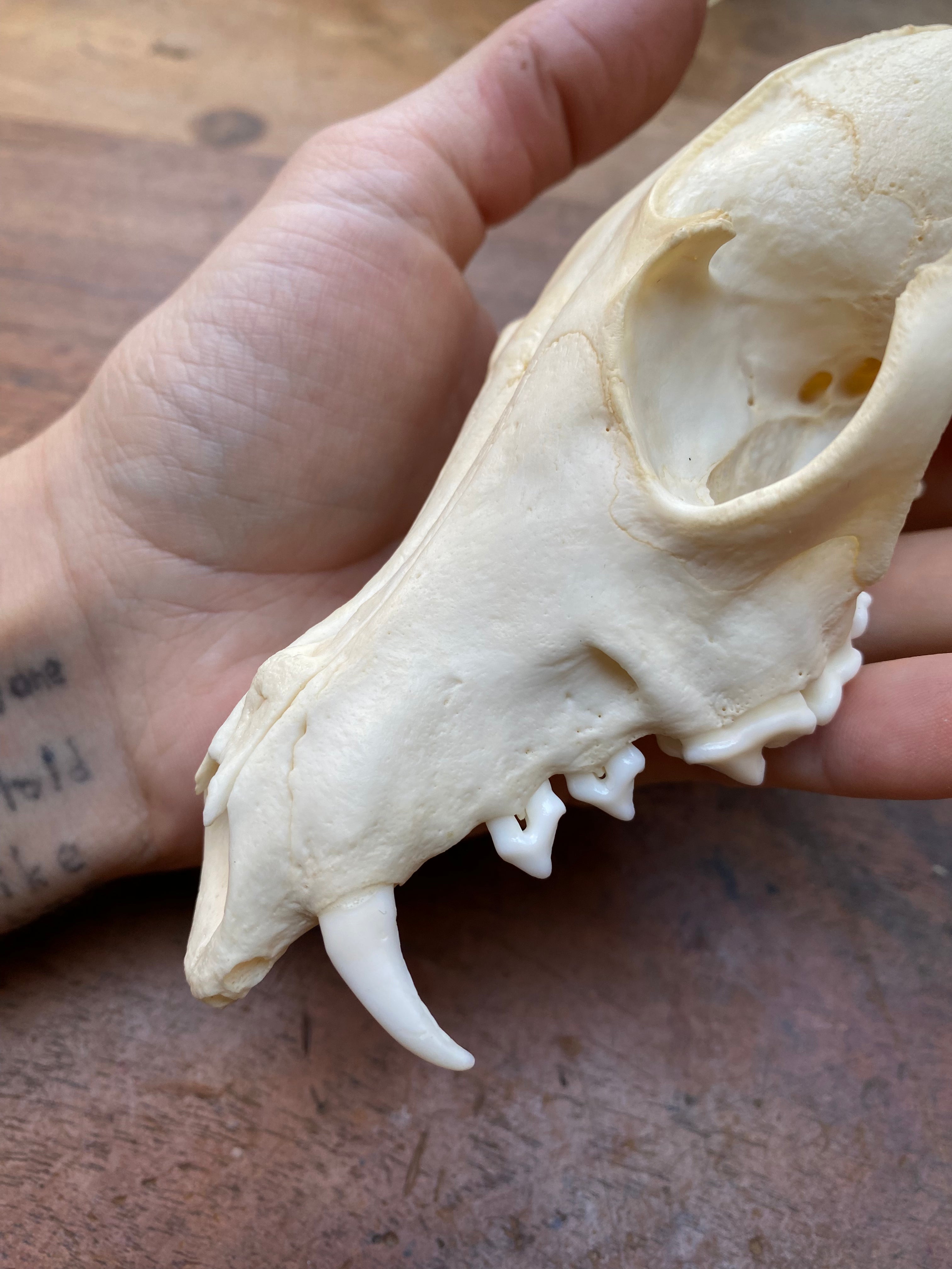 Fox Skull