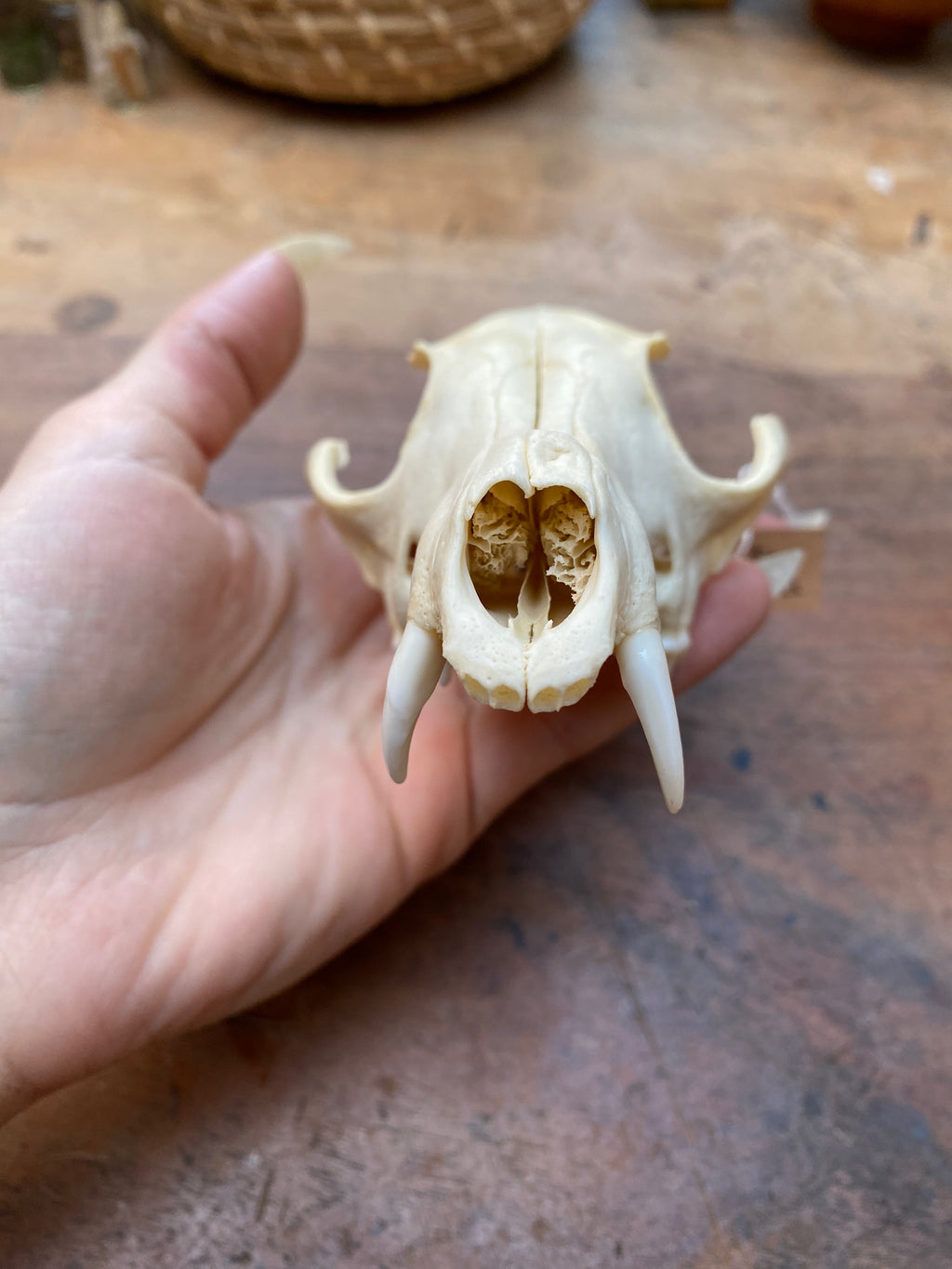 Fox Skull