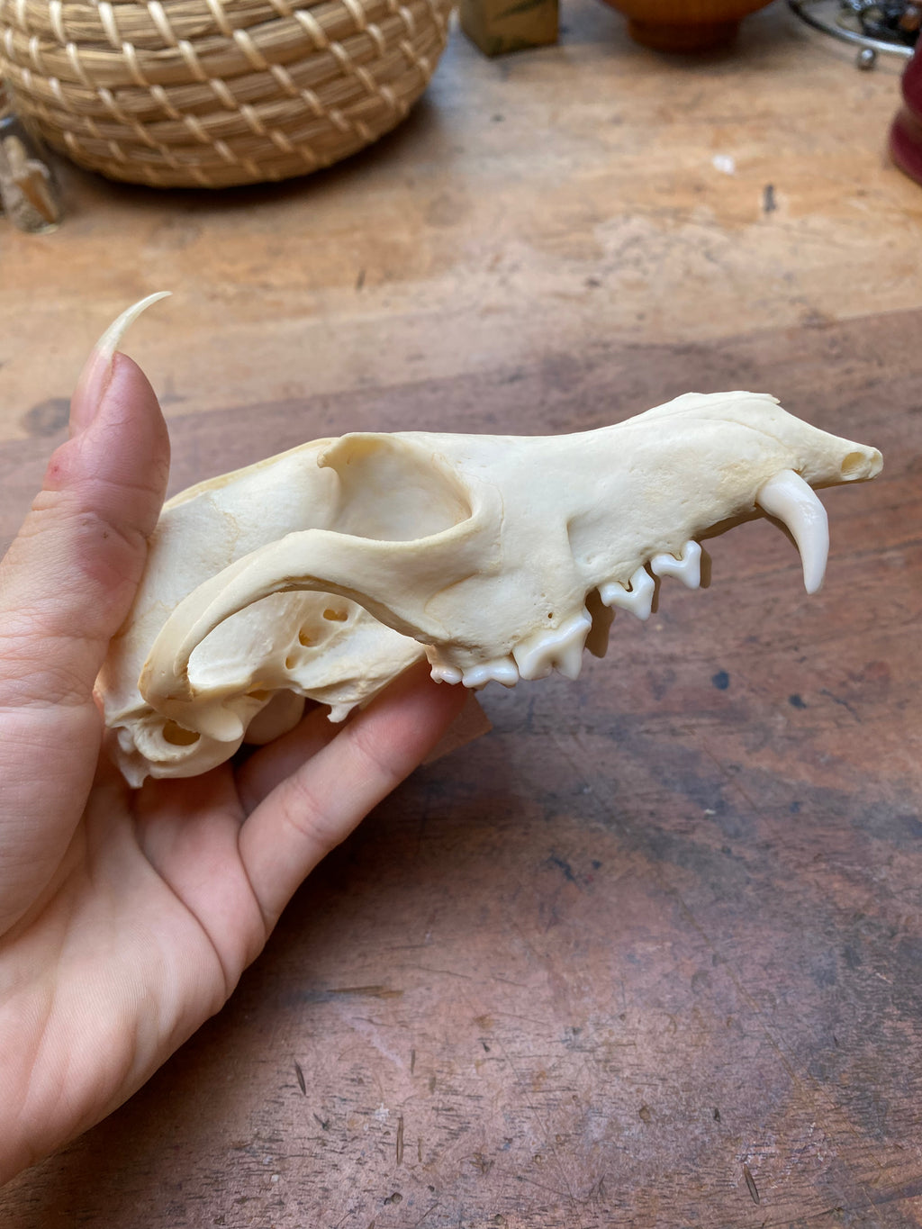 Fox Skull