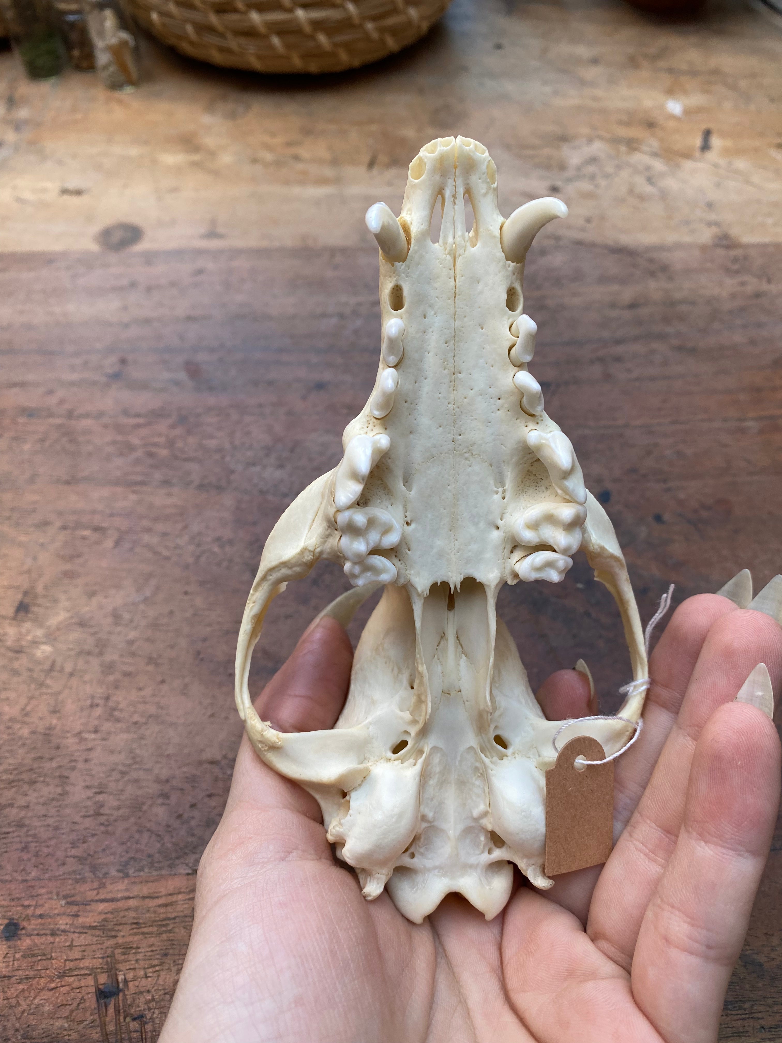 Fox Skull