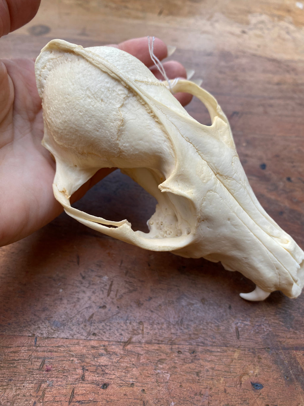 Fox Skull