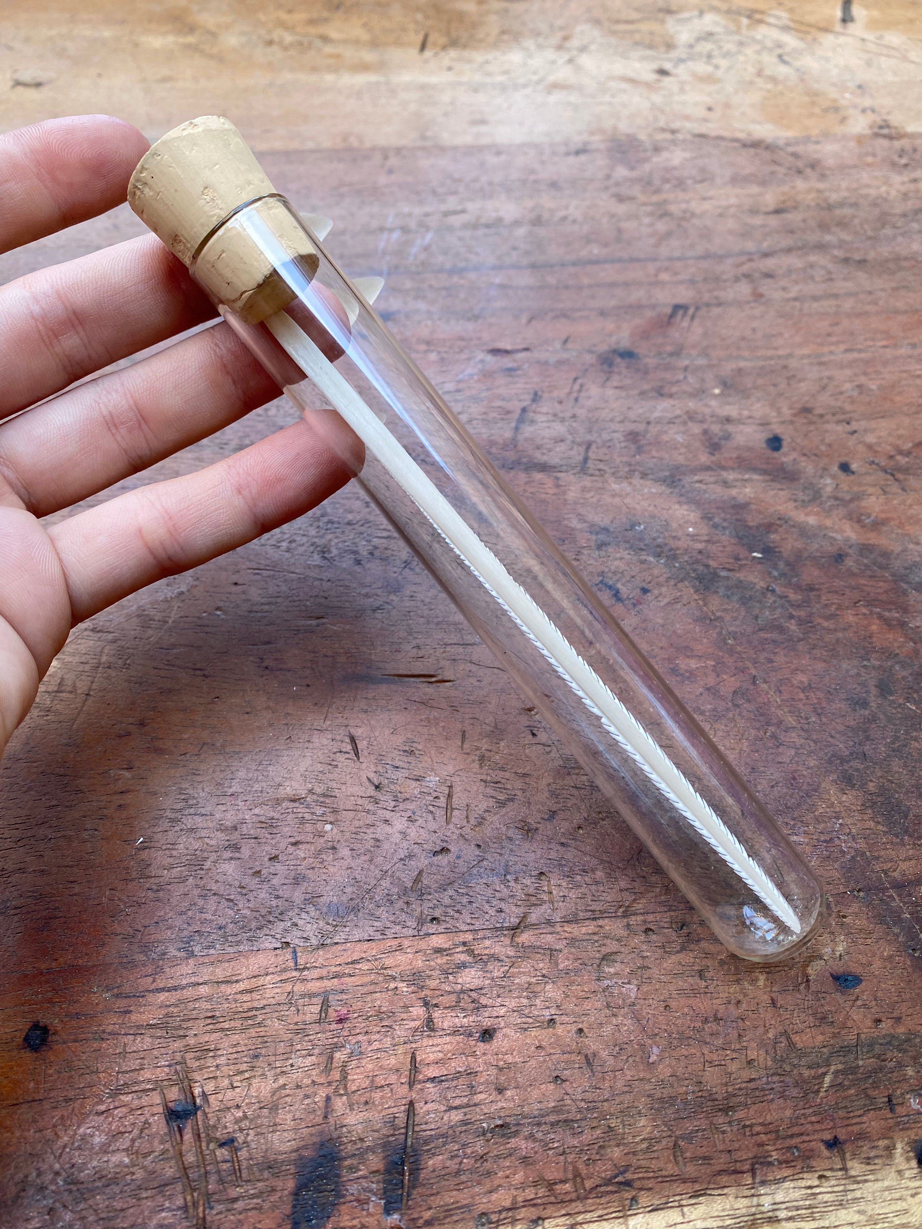 Large Stingray Stinger in Glass Vial