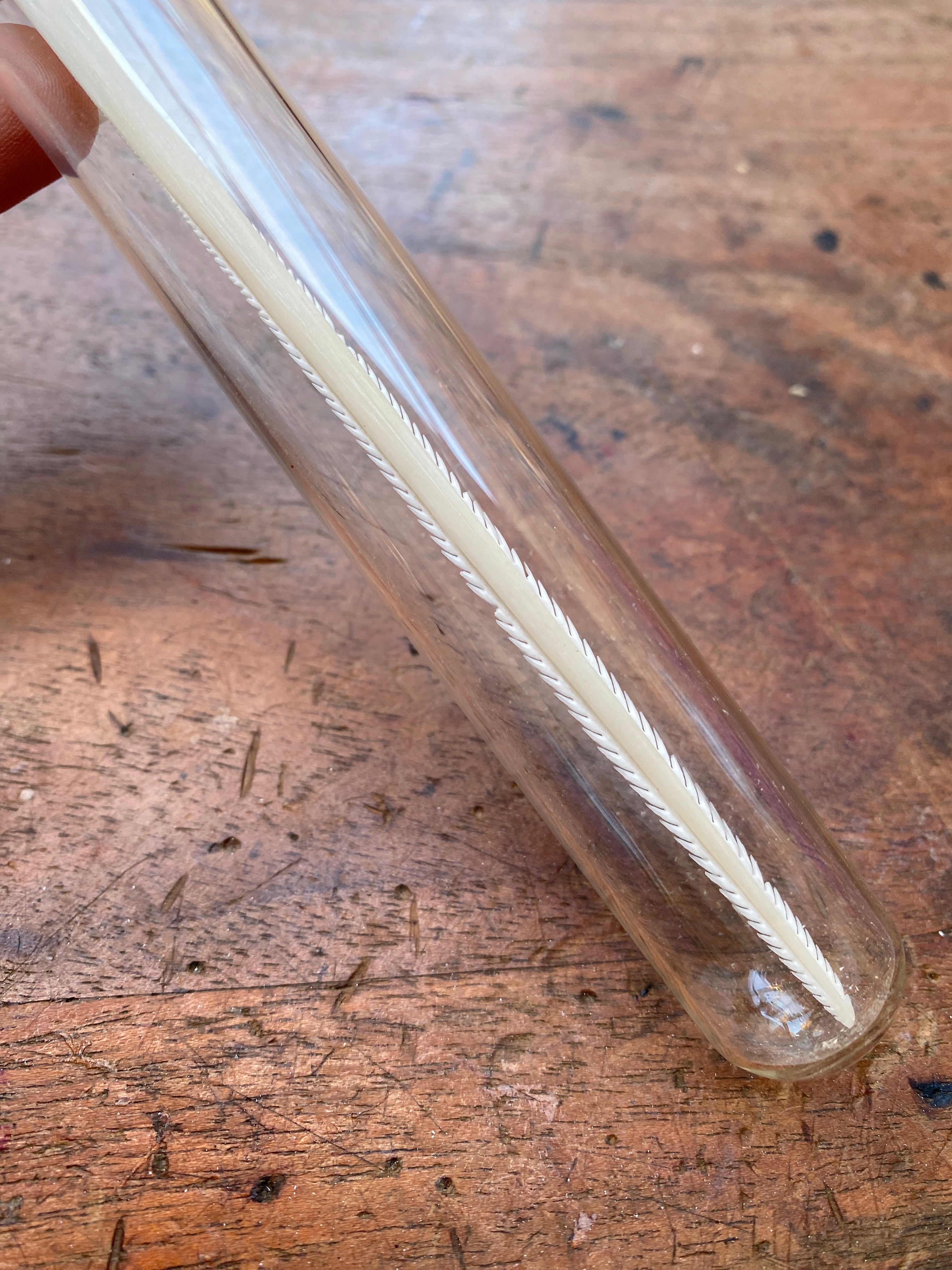 Large Stingray Stinger in Glass Vial