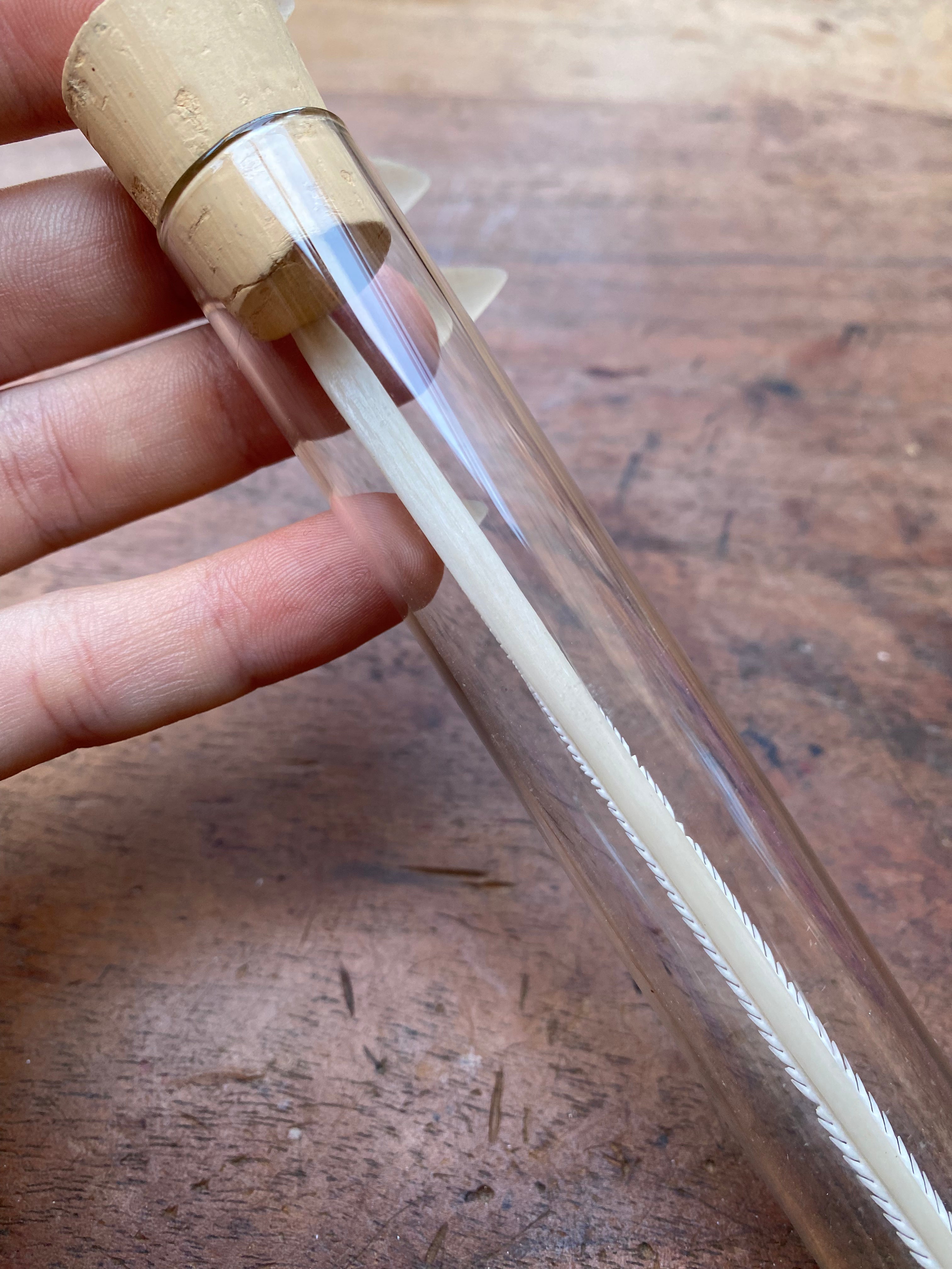 Large Stingray Stinger in Glass Vial