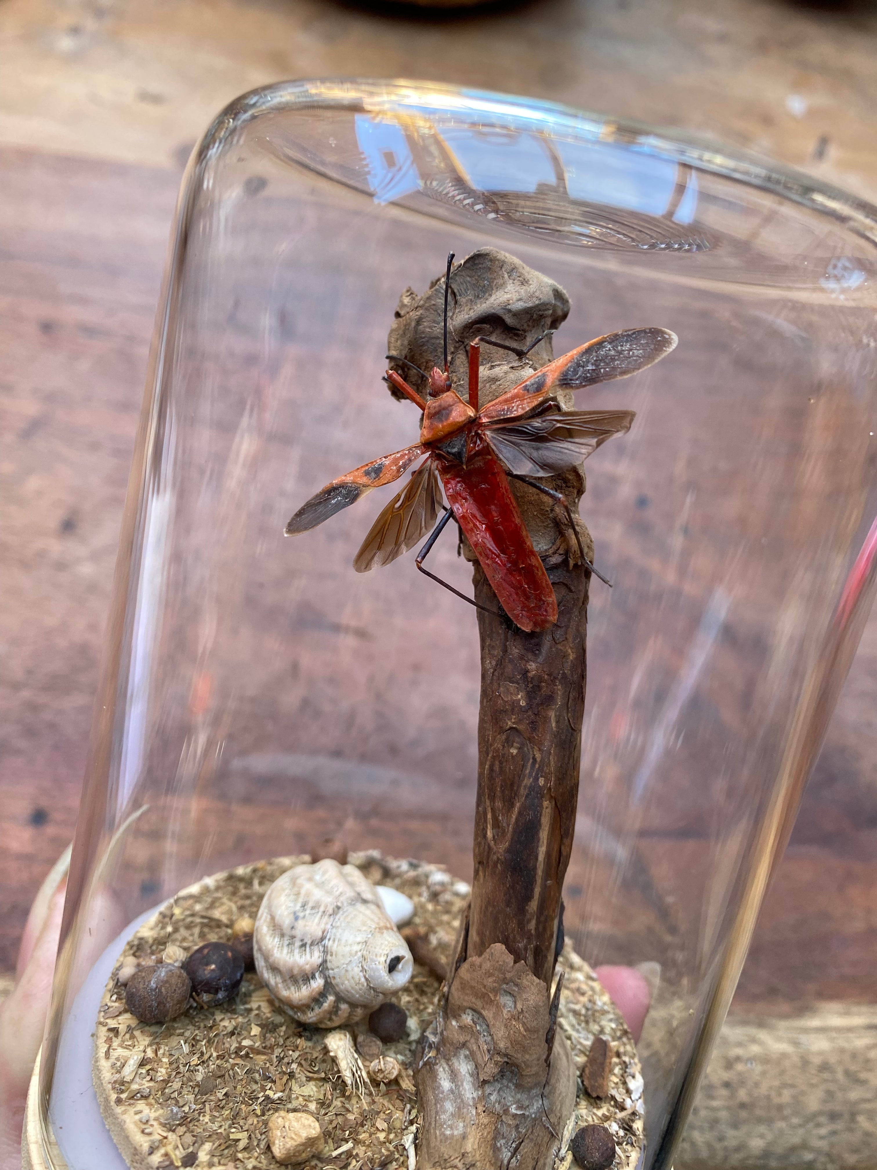 Red Cotton Stainer Bug (Dysdercus cingulatus) Glass Diorama