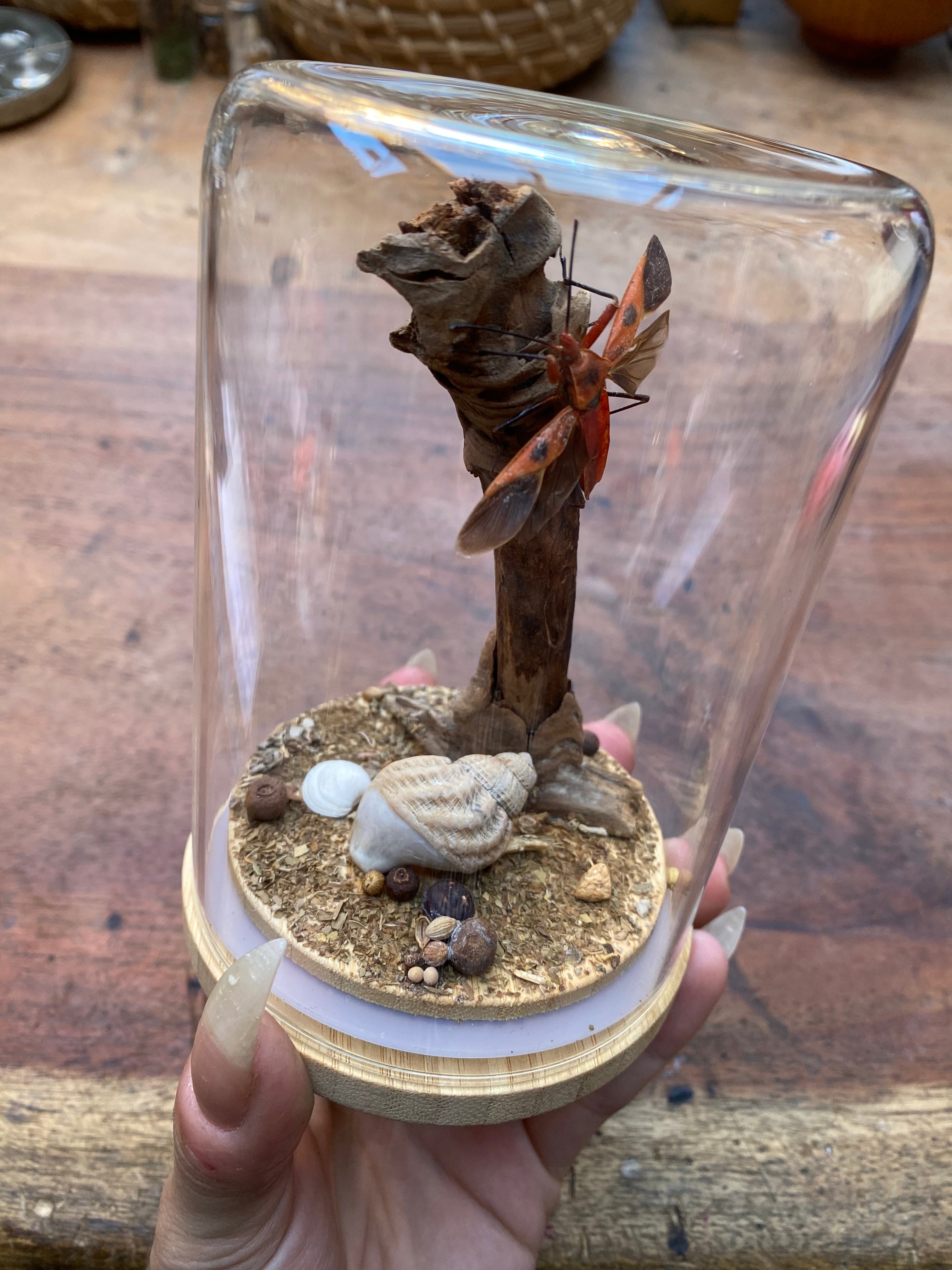 Red Cotton Stainer Bug (Dysdercus cingulatus) Glass Diorama