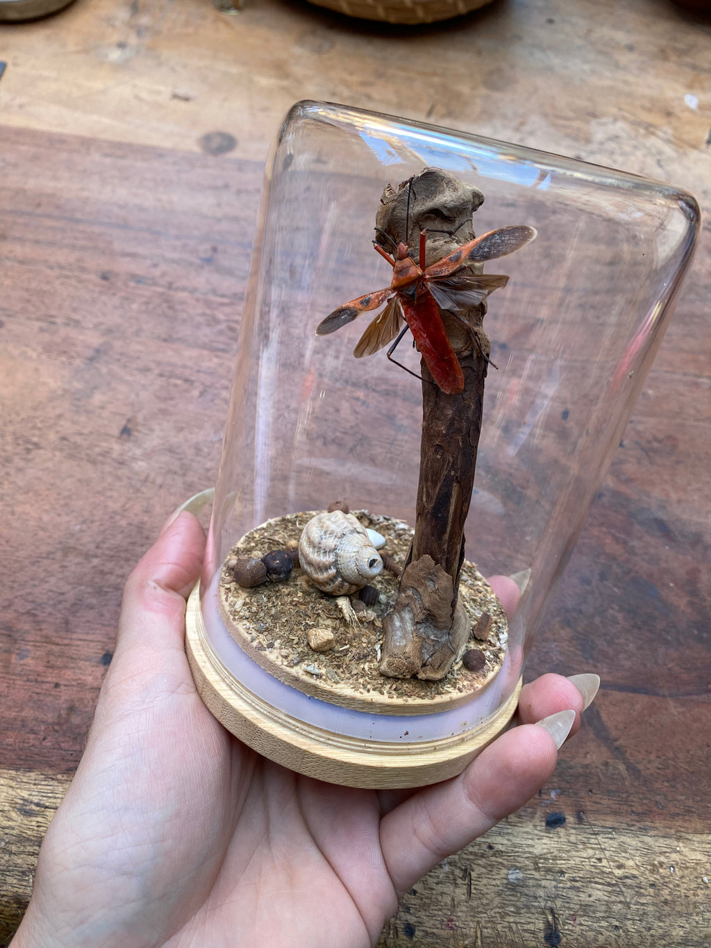 Red Cotton Stainer Bug (Dysdercus cingulatus) Glass Diorama